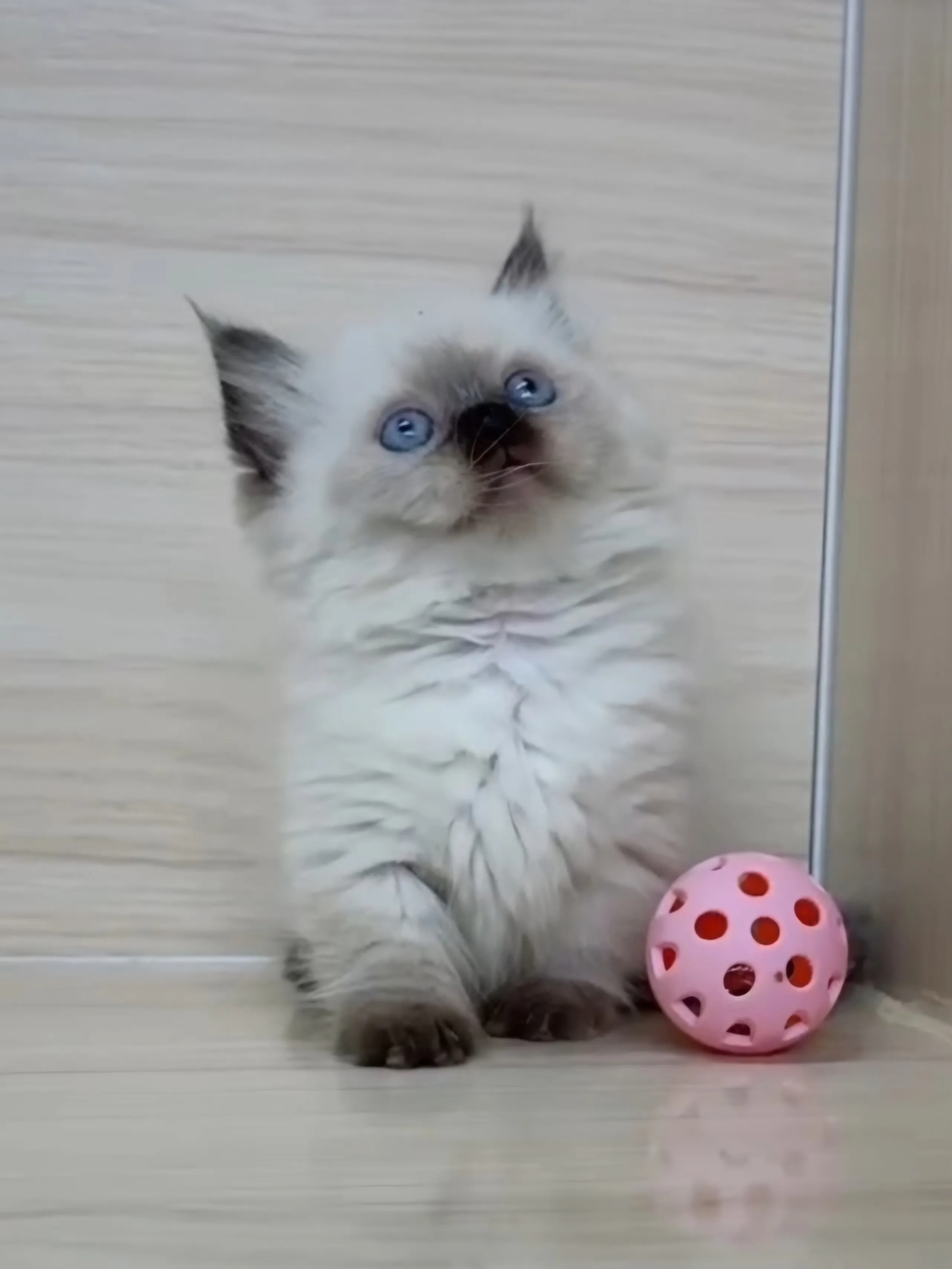 重點布偶小部舞曲妹妹