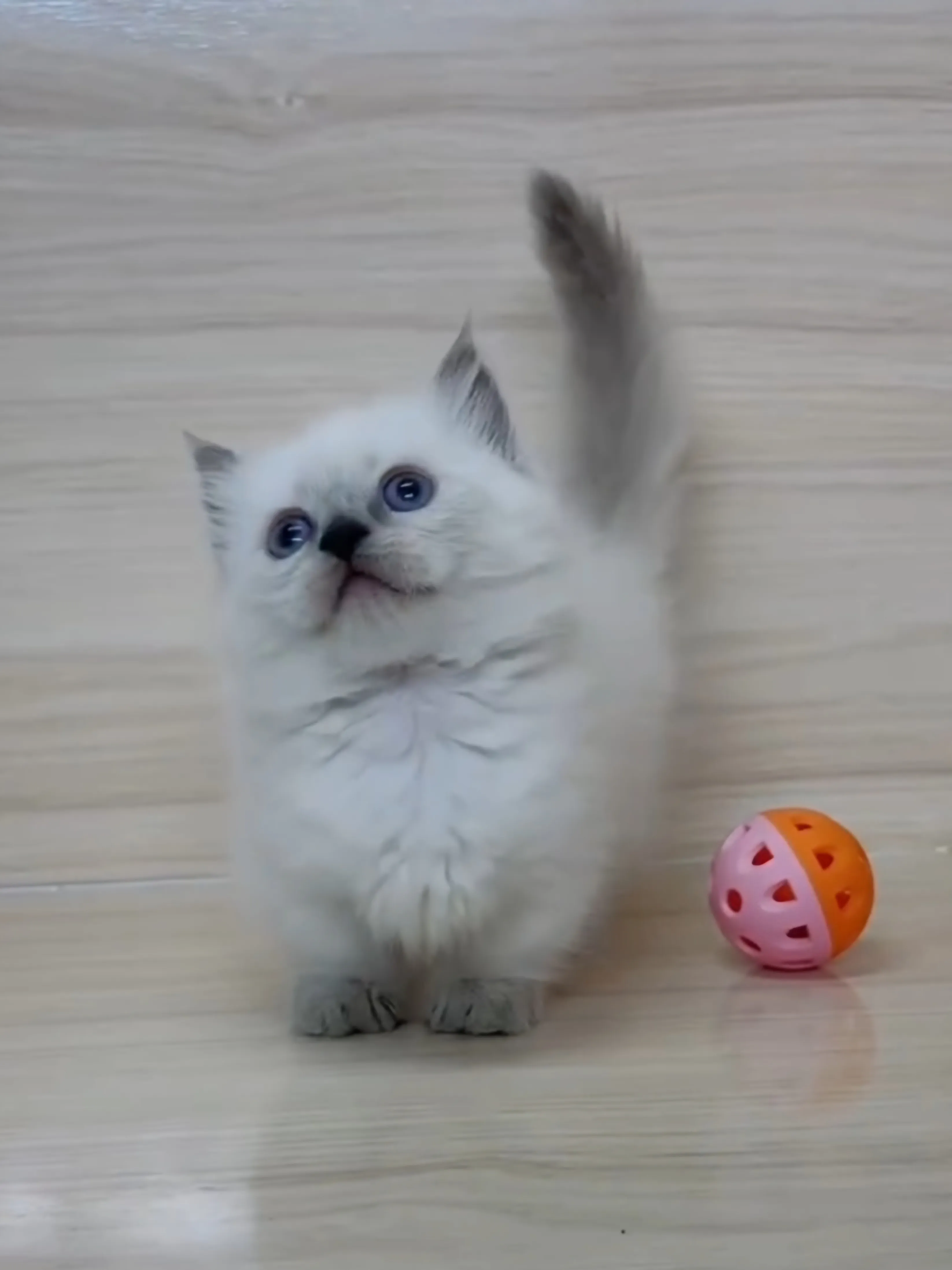 藍重點布偶小部舞曲妹妹 (已找到家人)