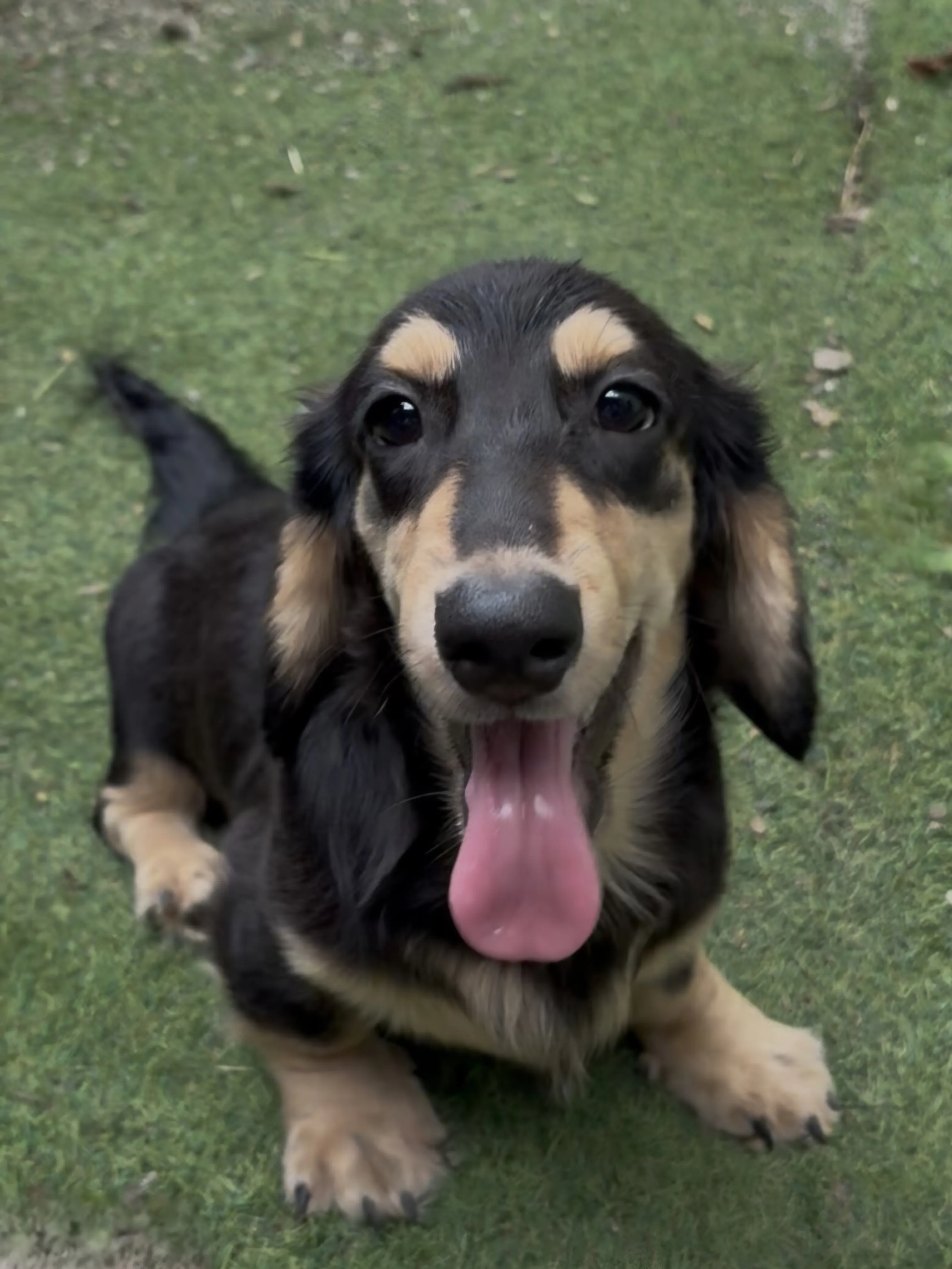 黑奶油長毛臘腸弟弟