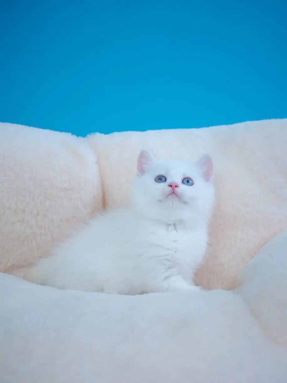 紅重點英短弟弟