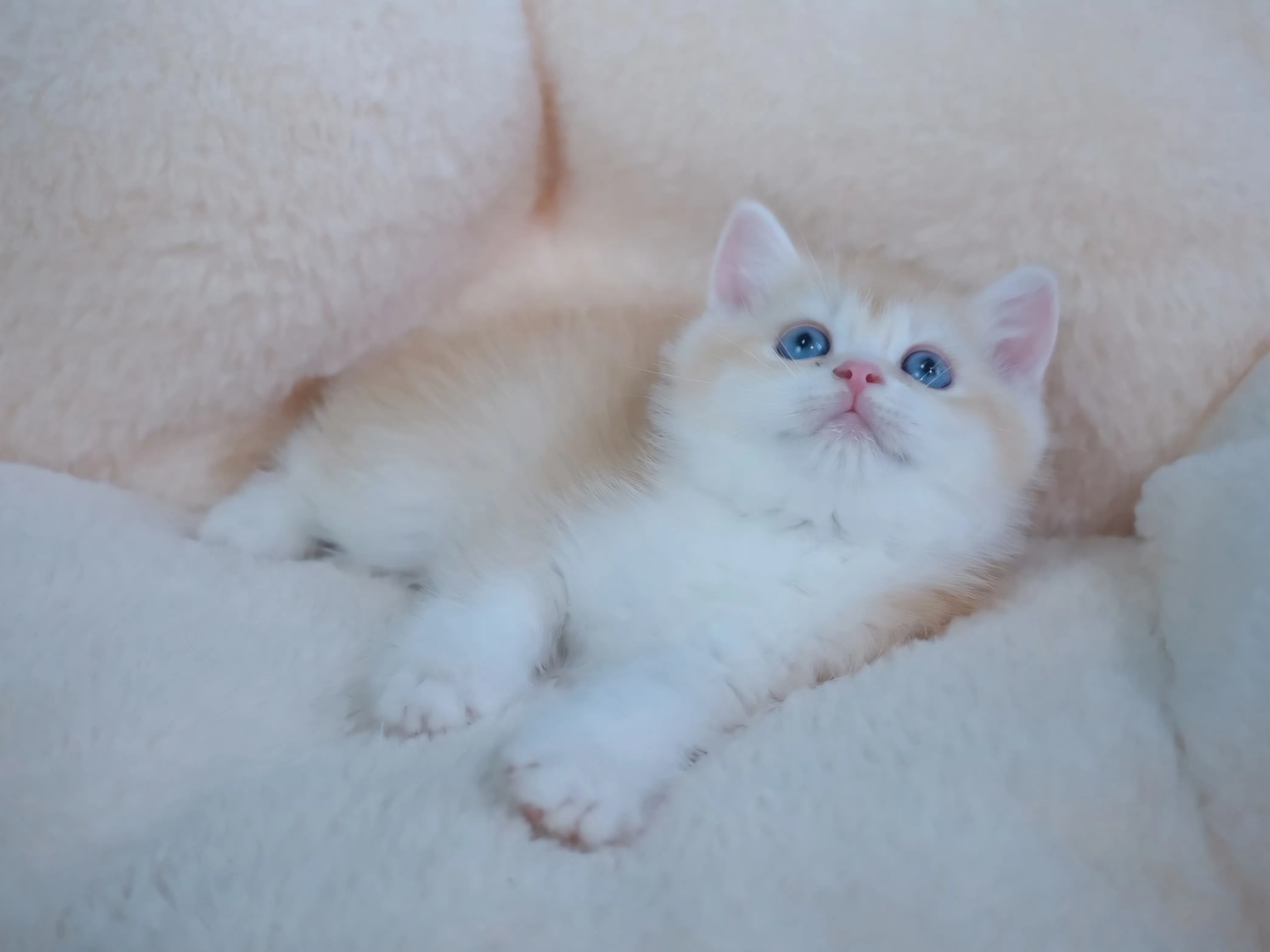 奶茶金英短弟弟