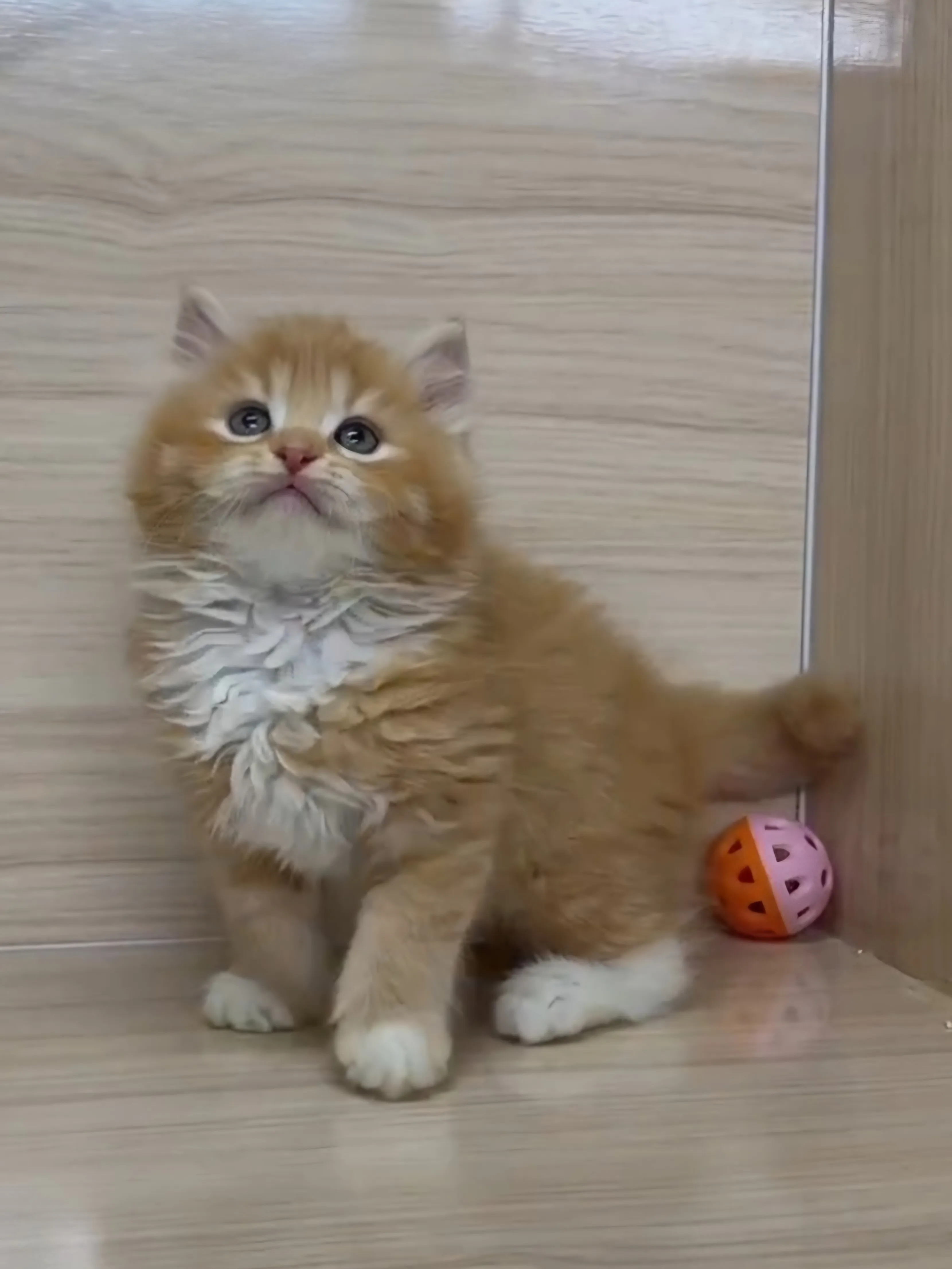 橘白英長弟弟 (已找到家人)