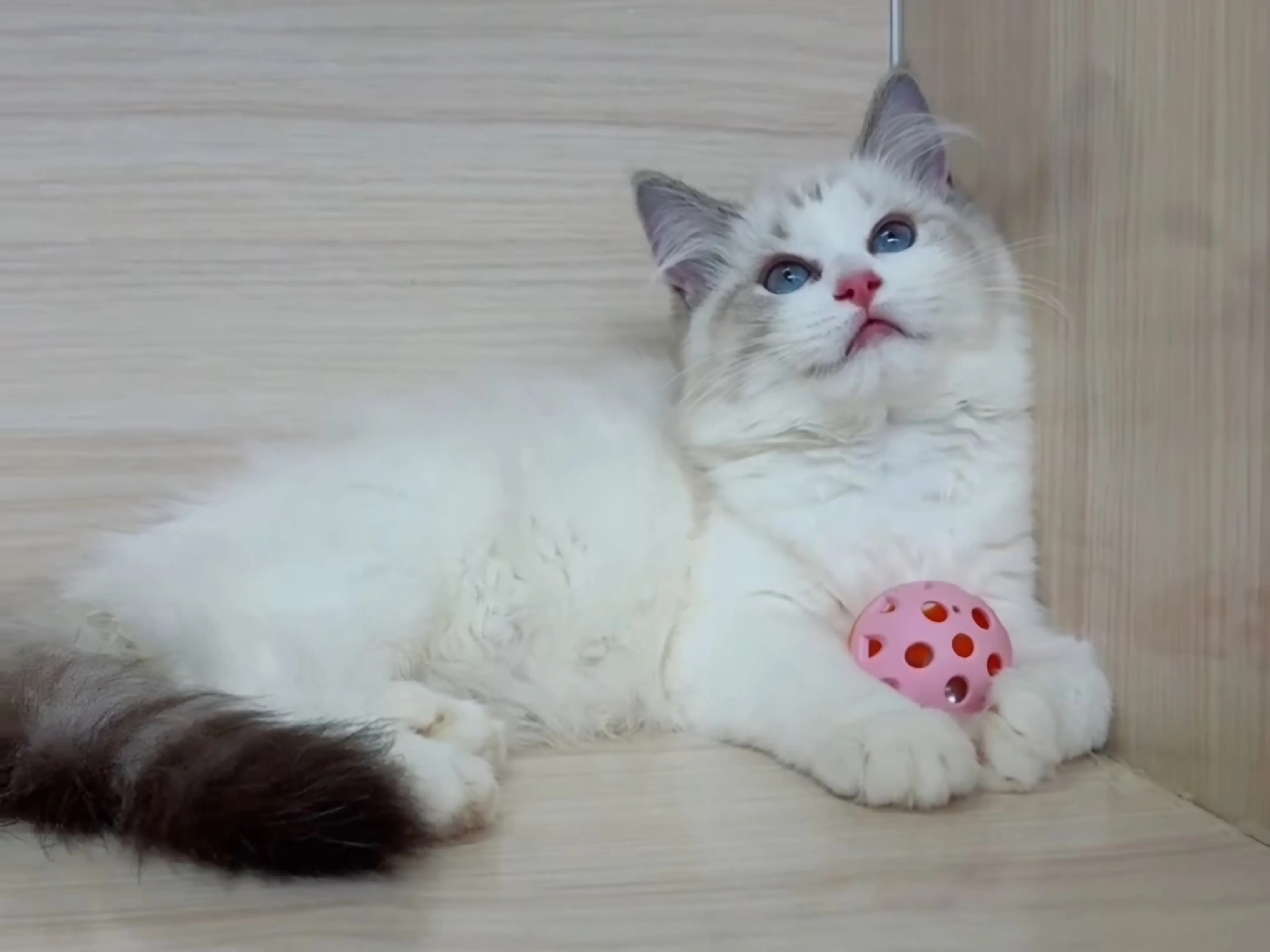 海山雙布偶妹妹 