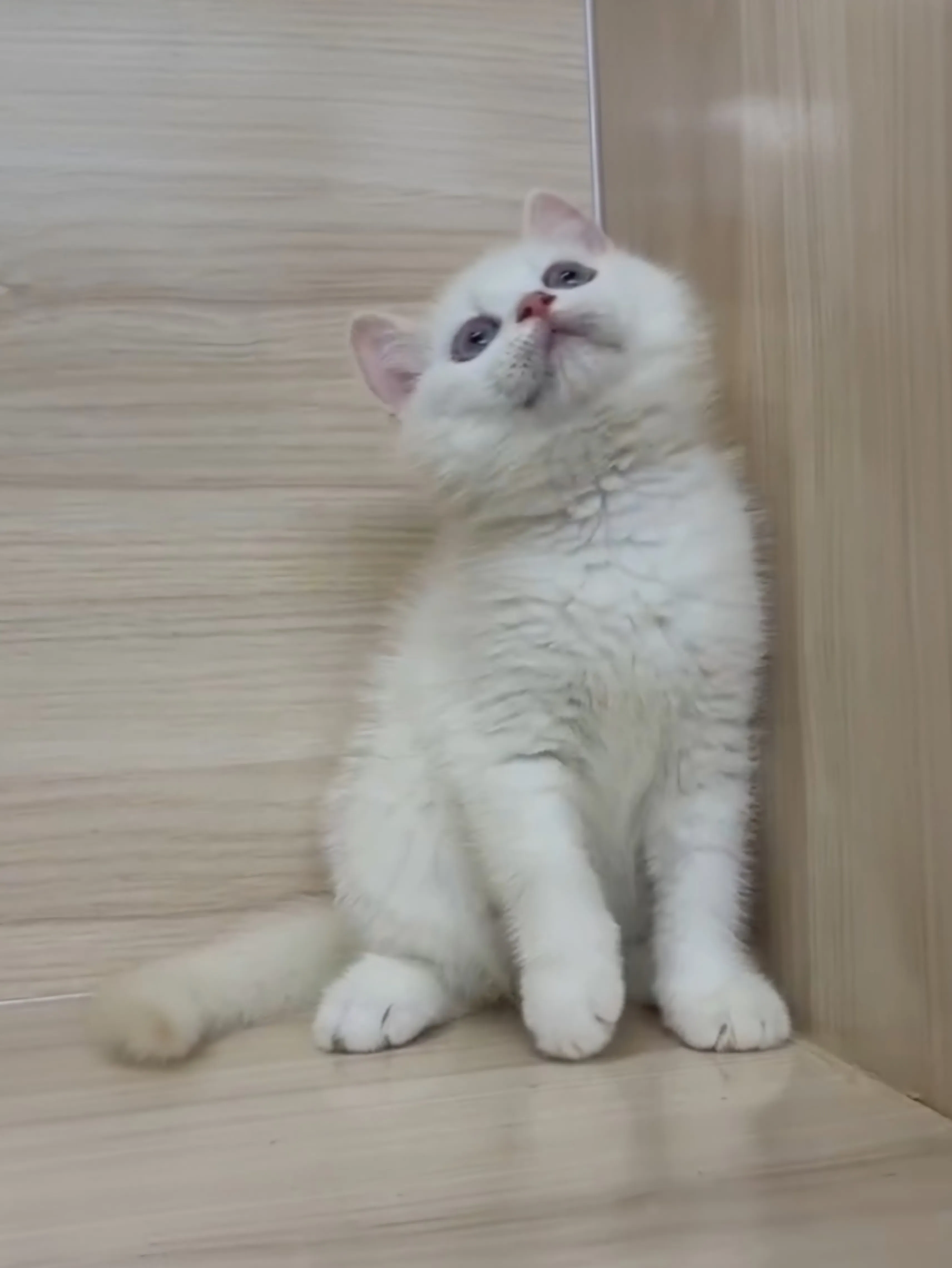 奶油重點英短弟弟