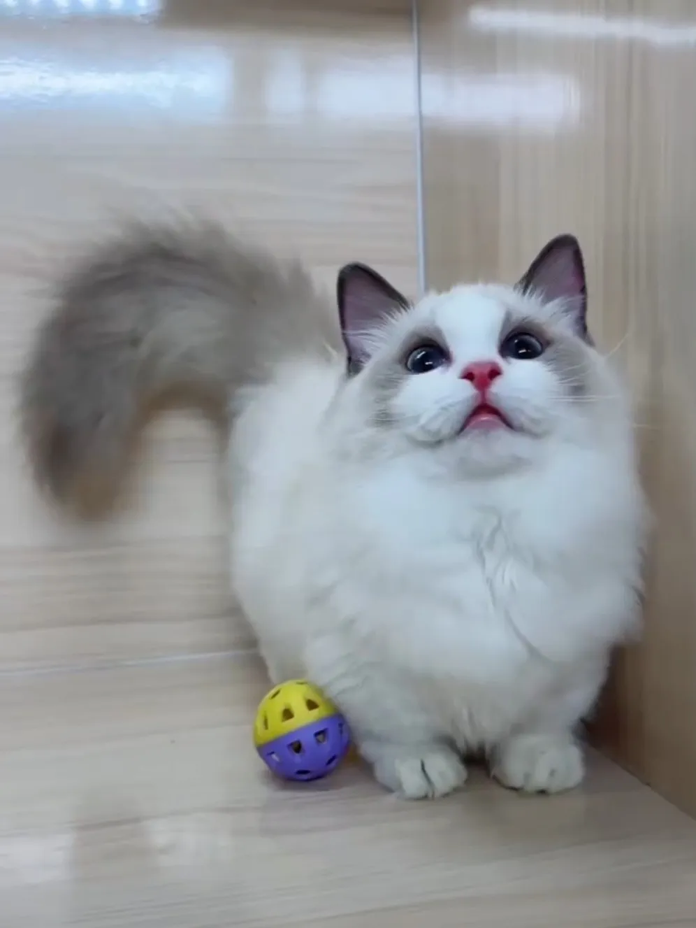 布偶藍雙短腳妹妹