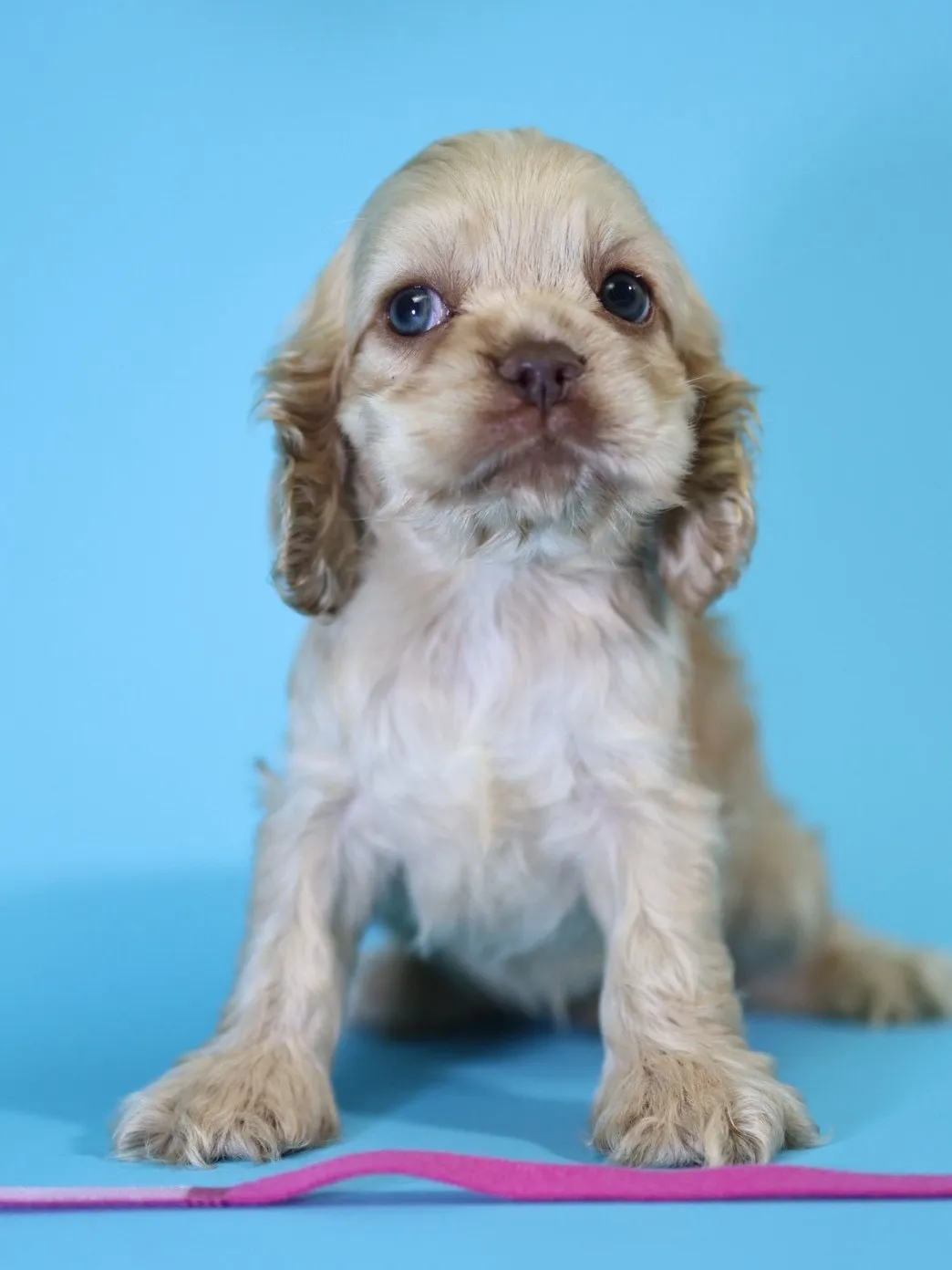 奶油美系可卡妹妹