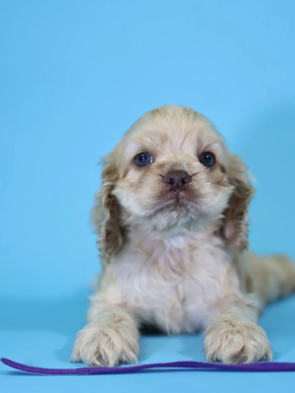 奶油美系可卡妹妹