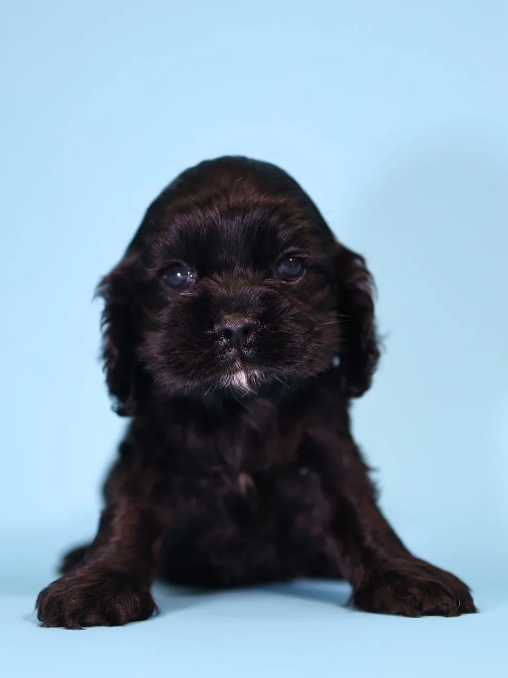 黑美系可卡妹妹