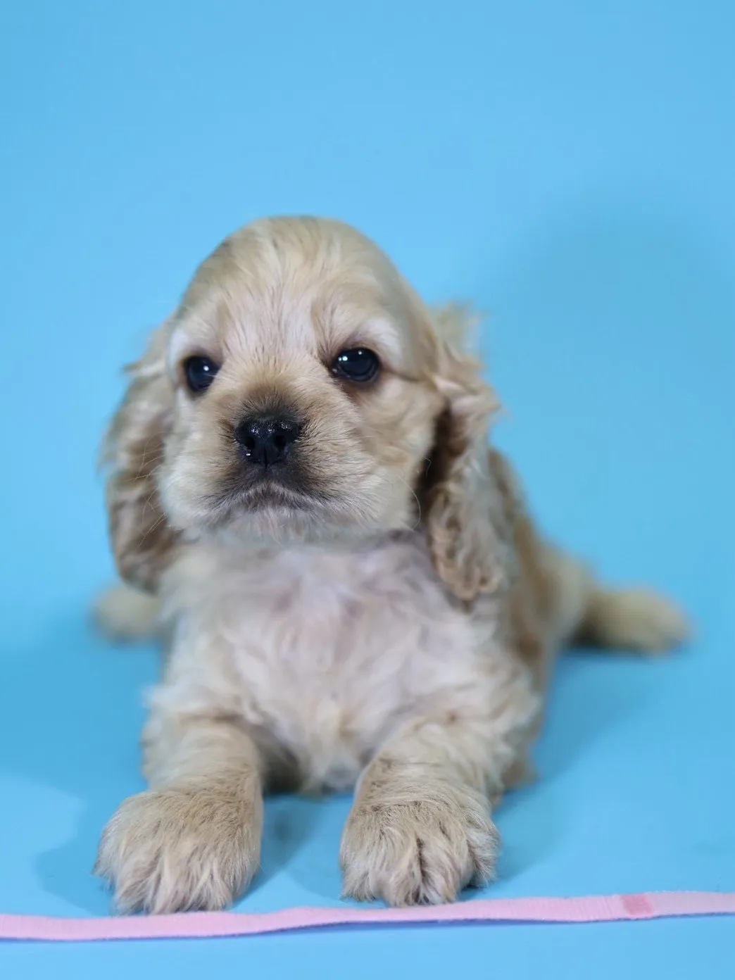 奶油美系可卡妹妹