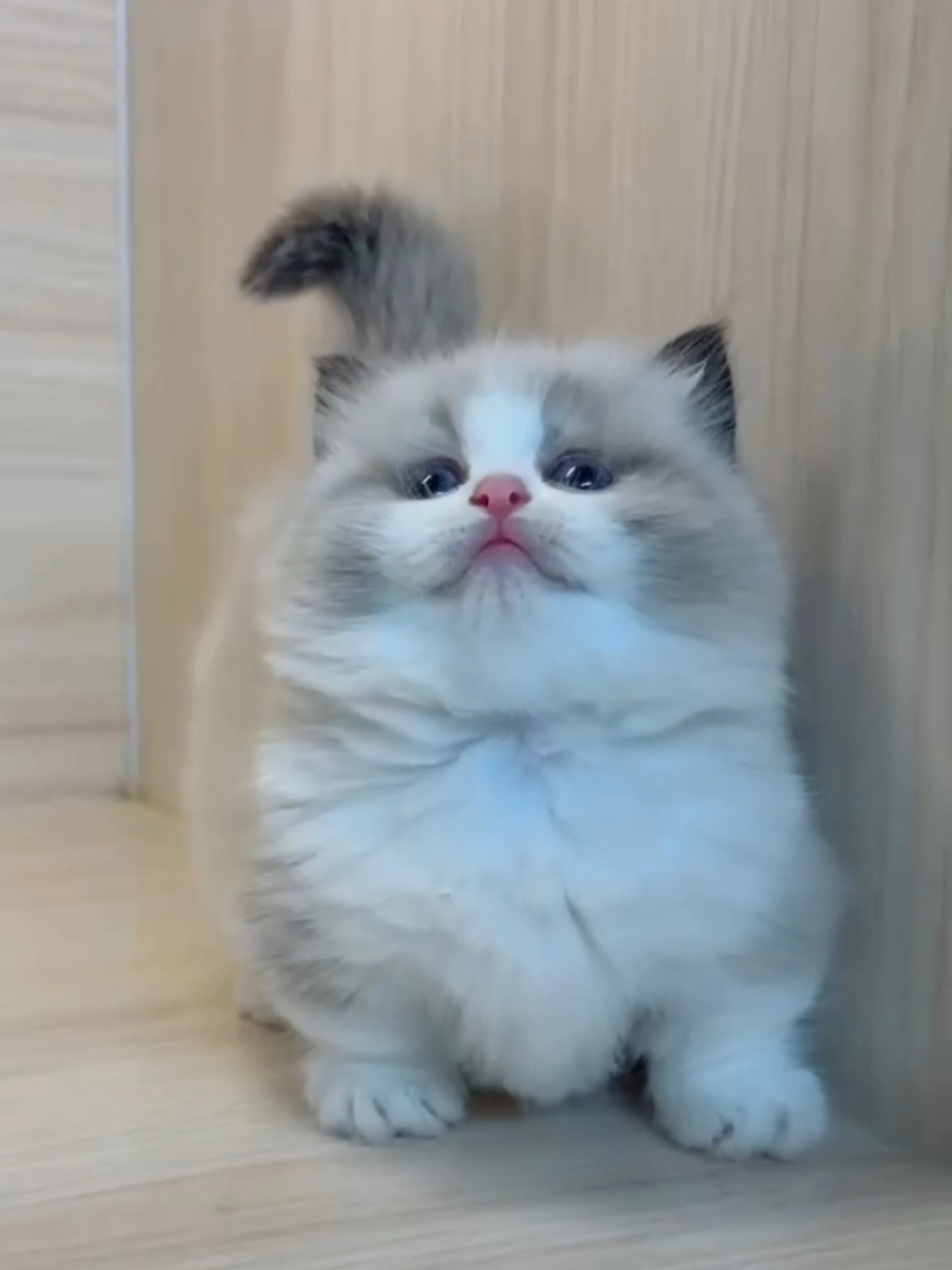 海雙布偶小布舞曲妹妹