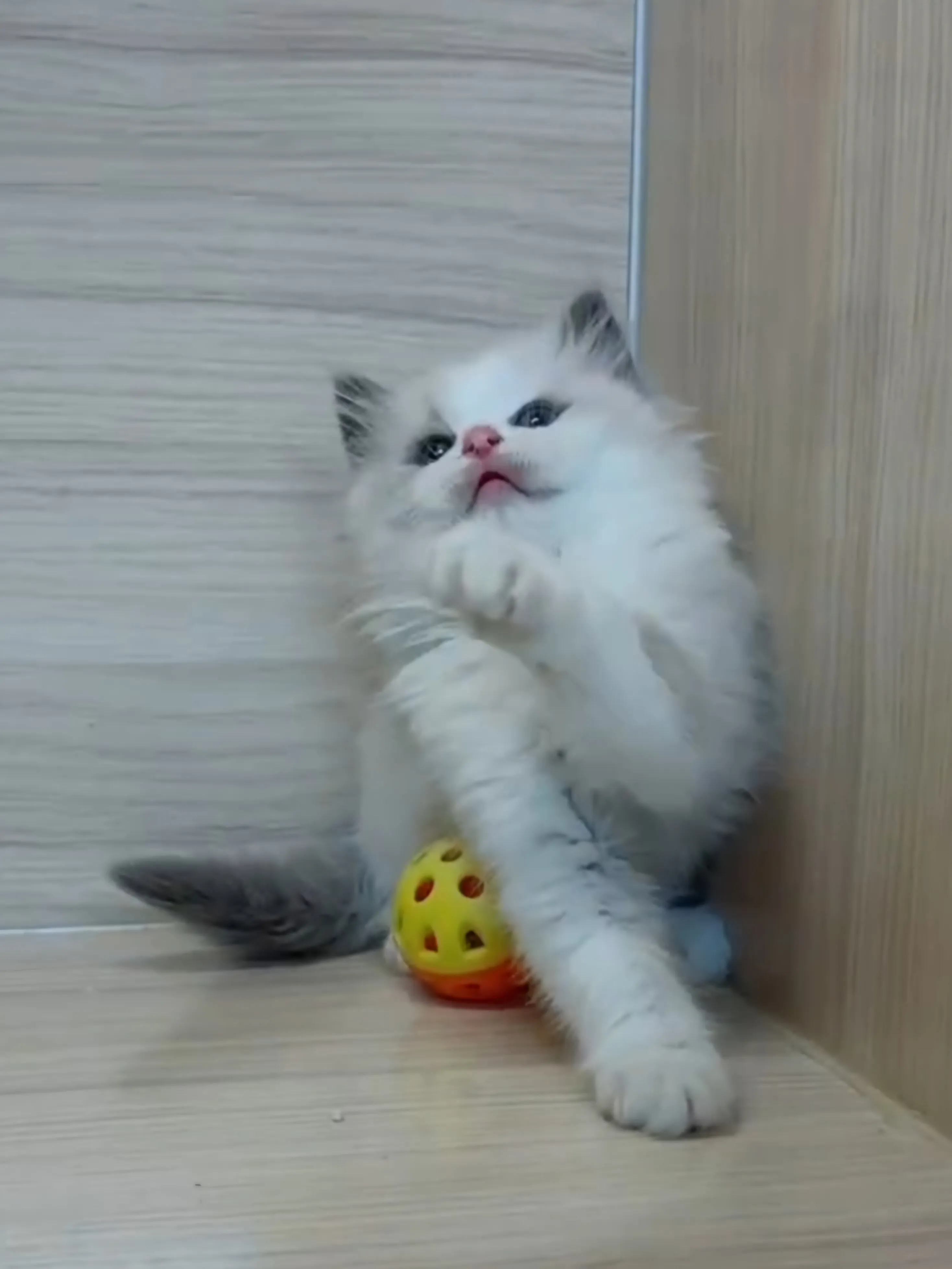 藍雙布偶妹妹 (已找到家人)