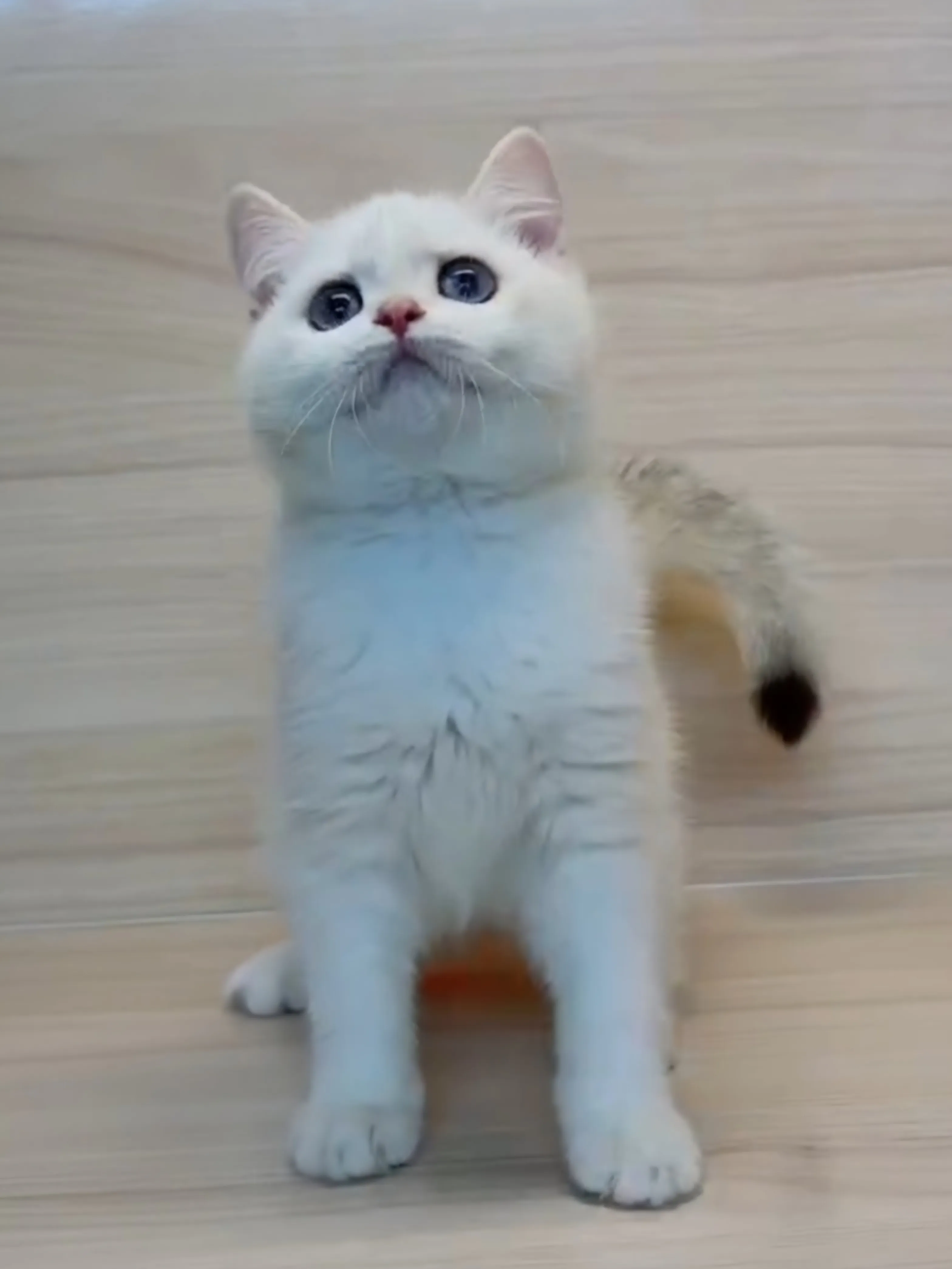 金點英短妹妹 (已找到家人)