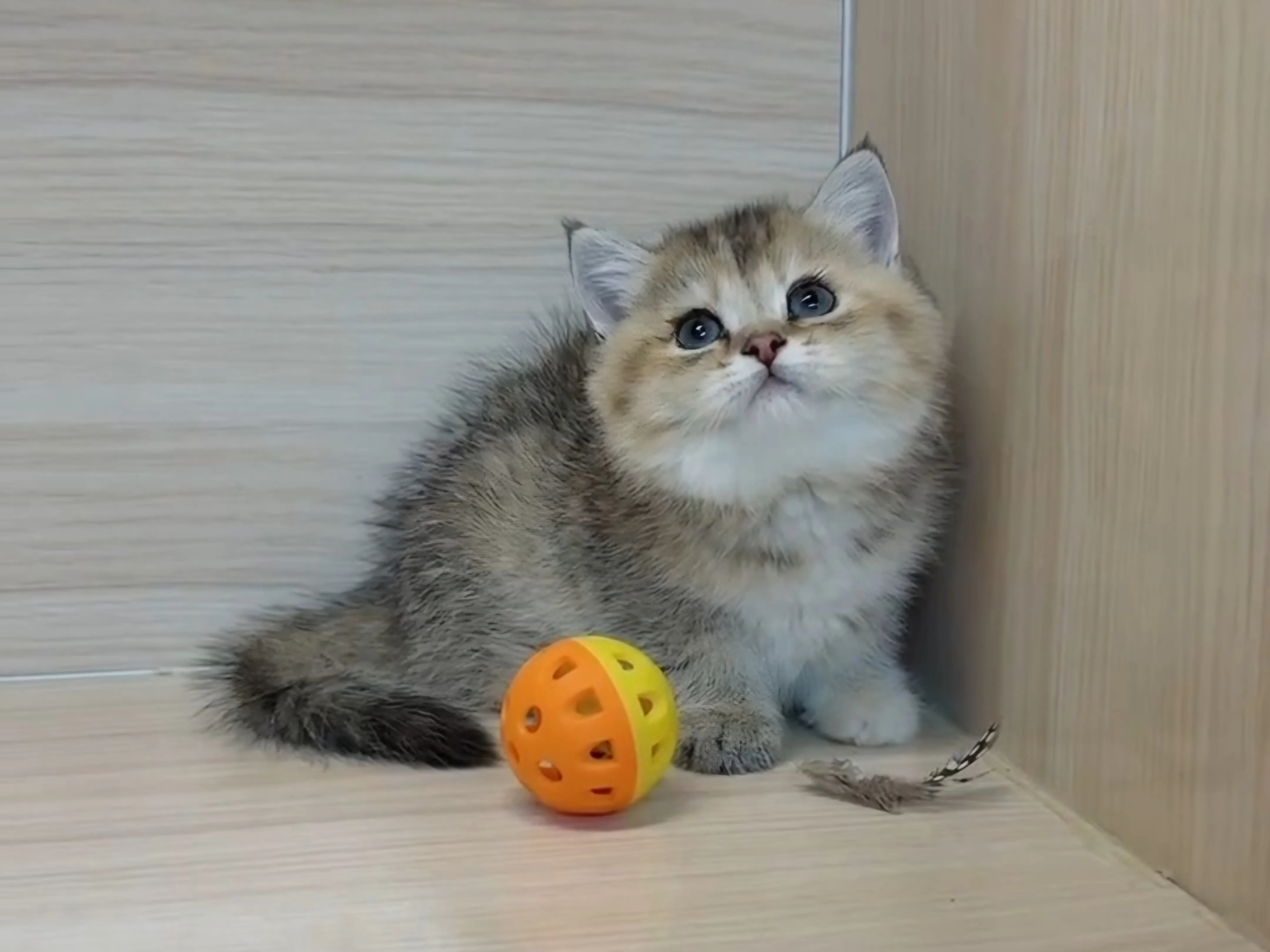 黑金漸層妹妹 (已找到家人) 