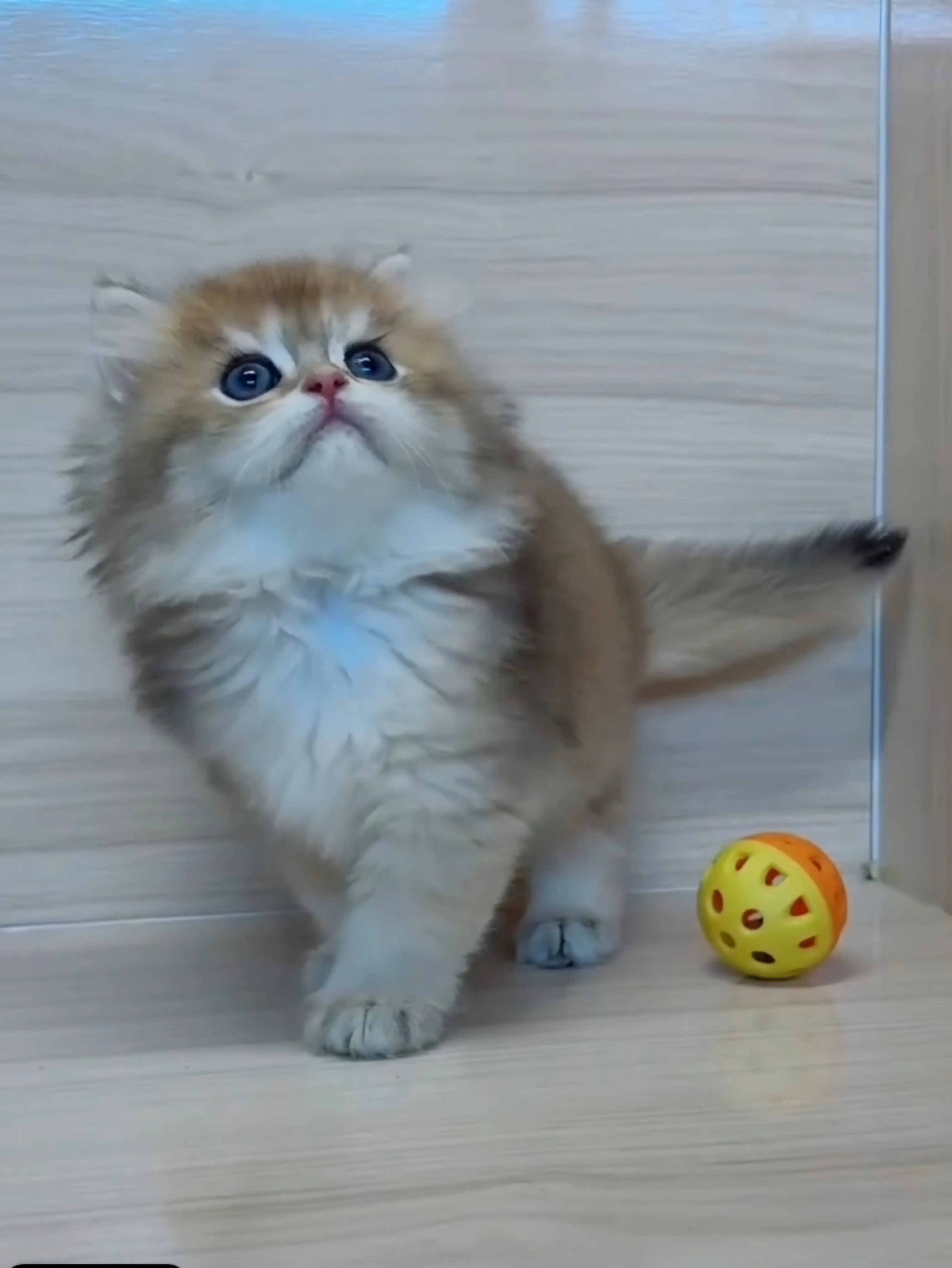 長毛金漸層弟弟 (已找到家人)