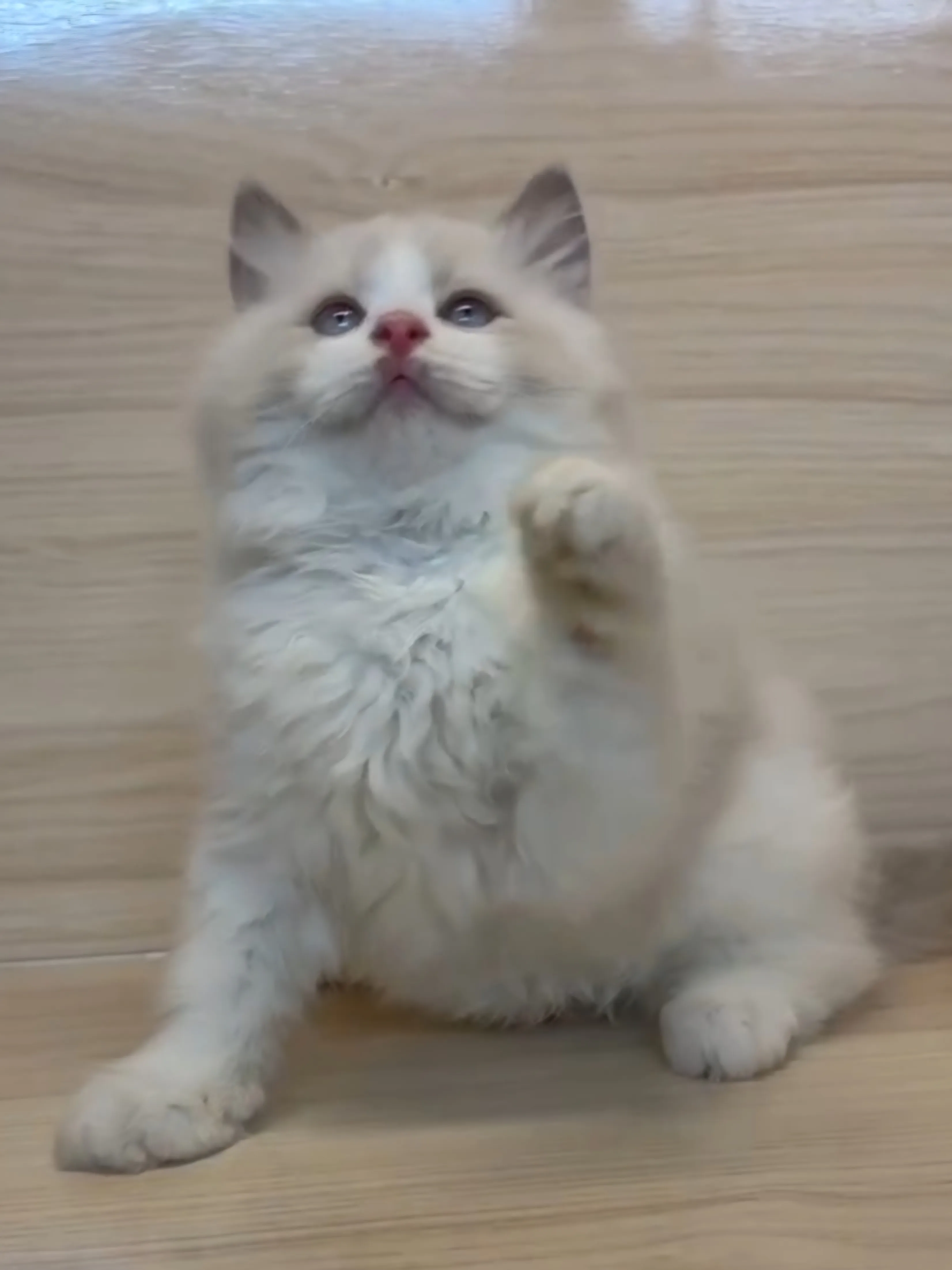 藍雙布偶弟弟 (已找到家人)