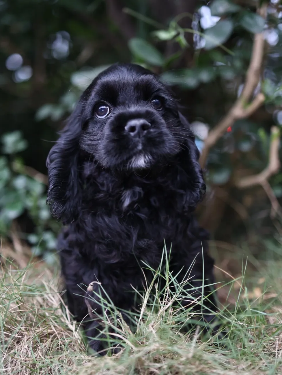 黑美系可卡妹妹