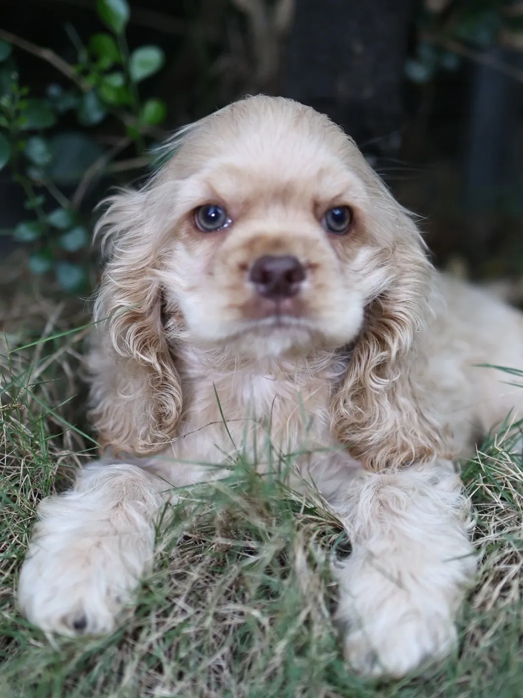 奶油美系可卡妹妹