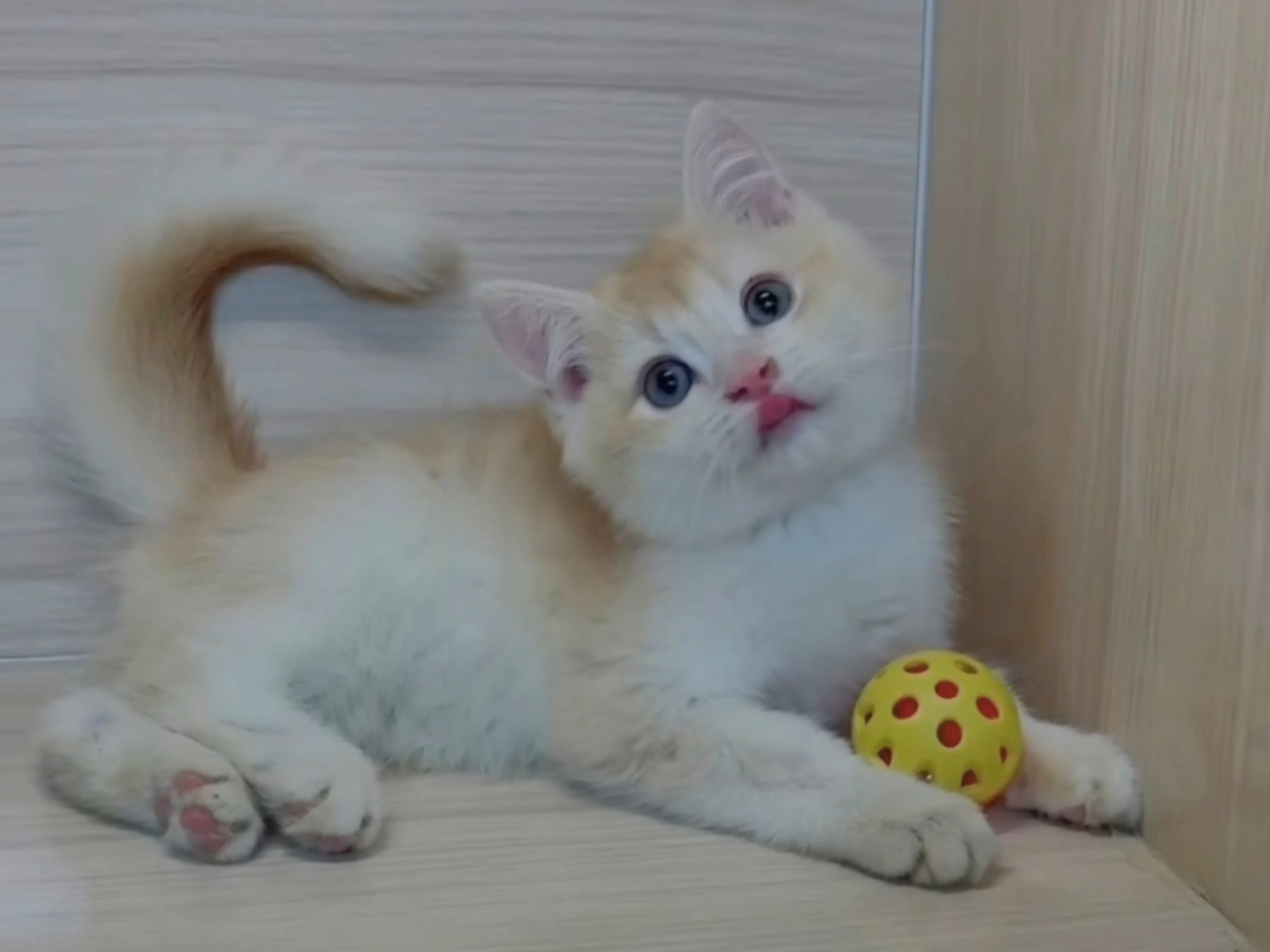 奶茶金英短弟弟