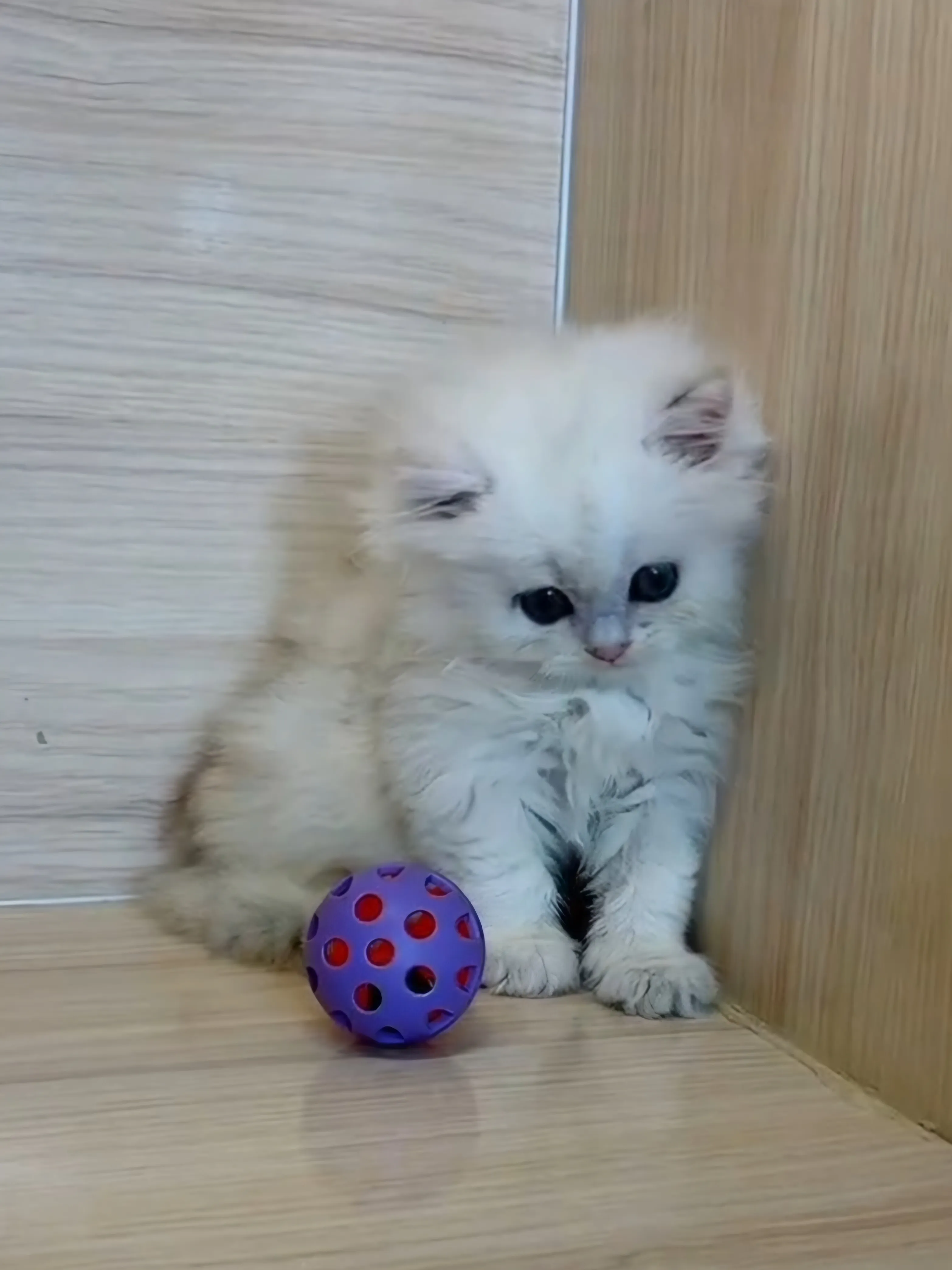 金銀花漸層英長妹妹