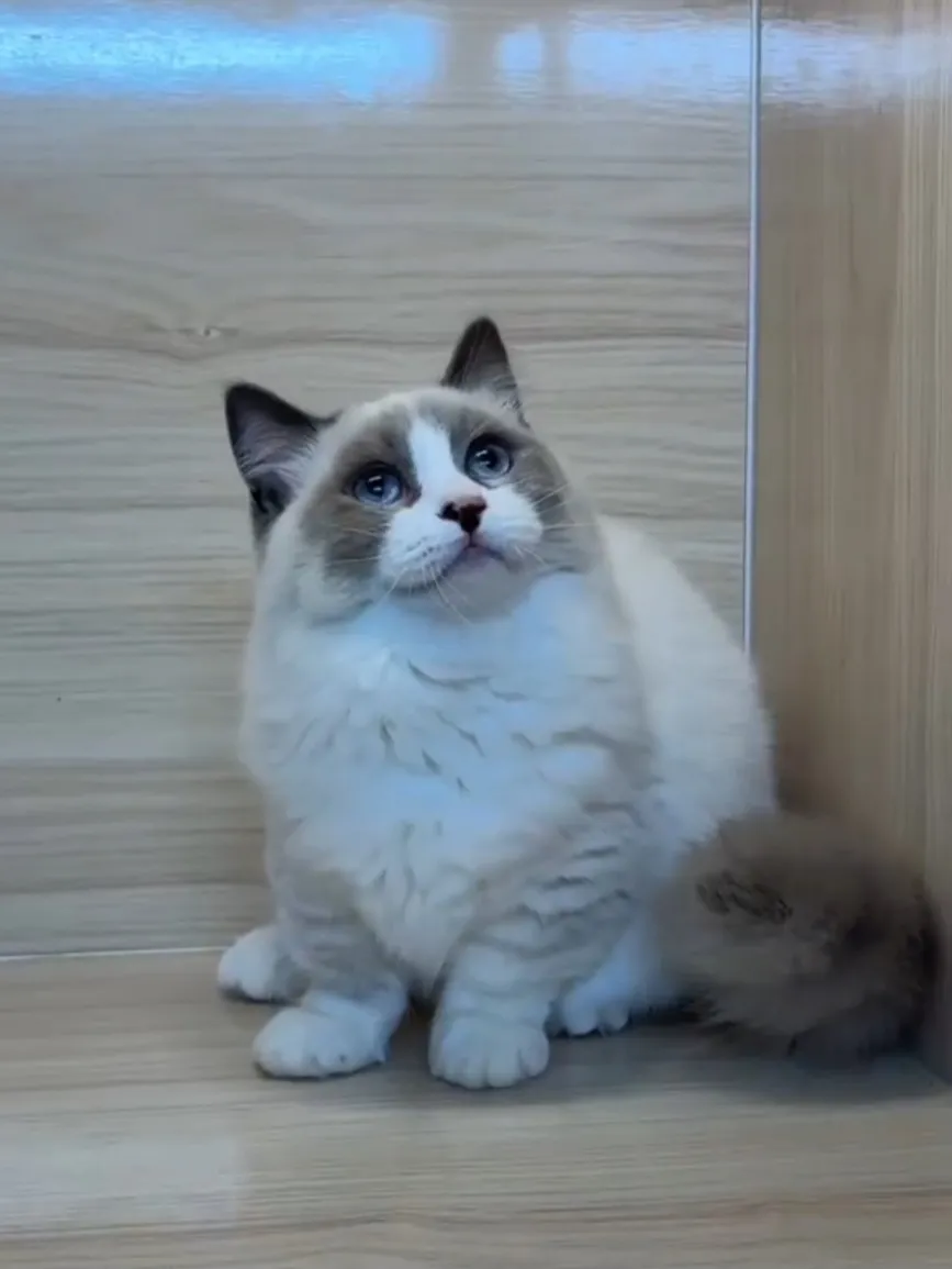 海雙小步舞曲妹妹