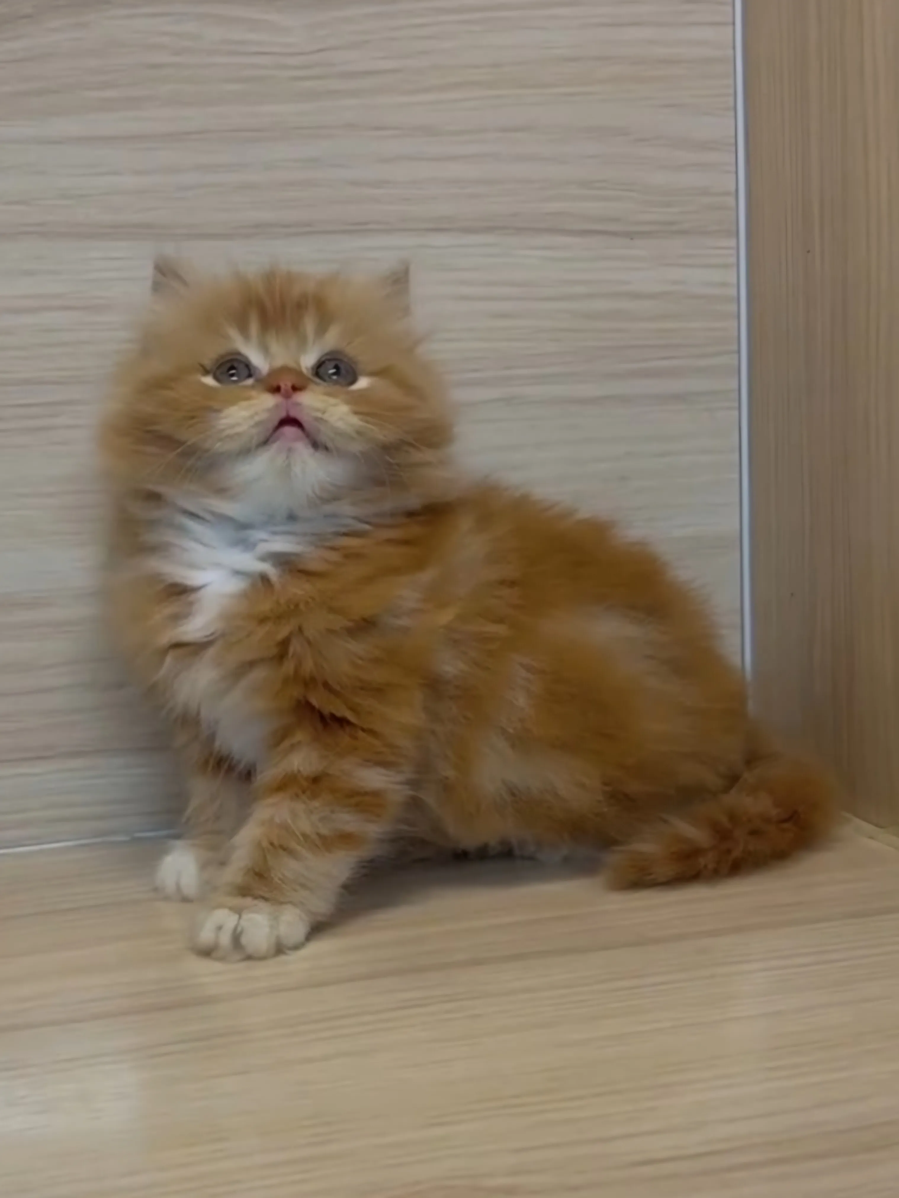 橘白英長弟弟 (已找到家人)