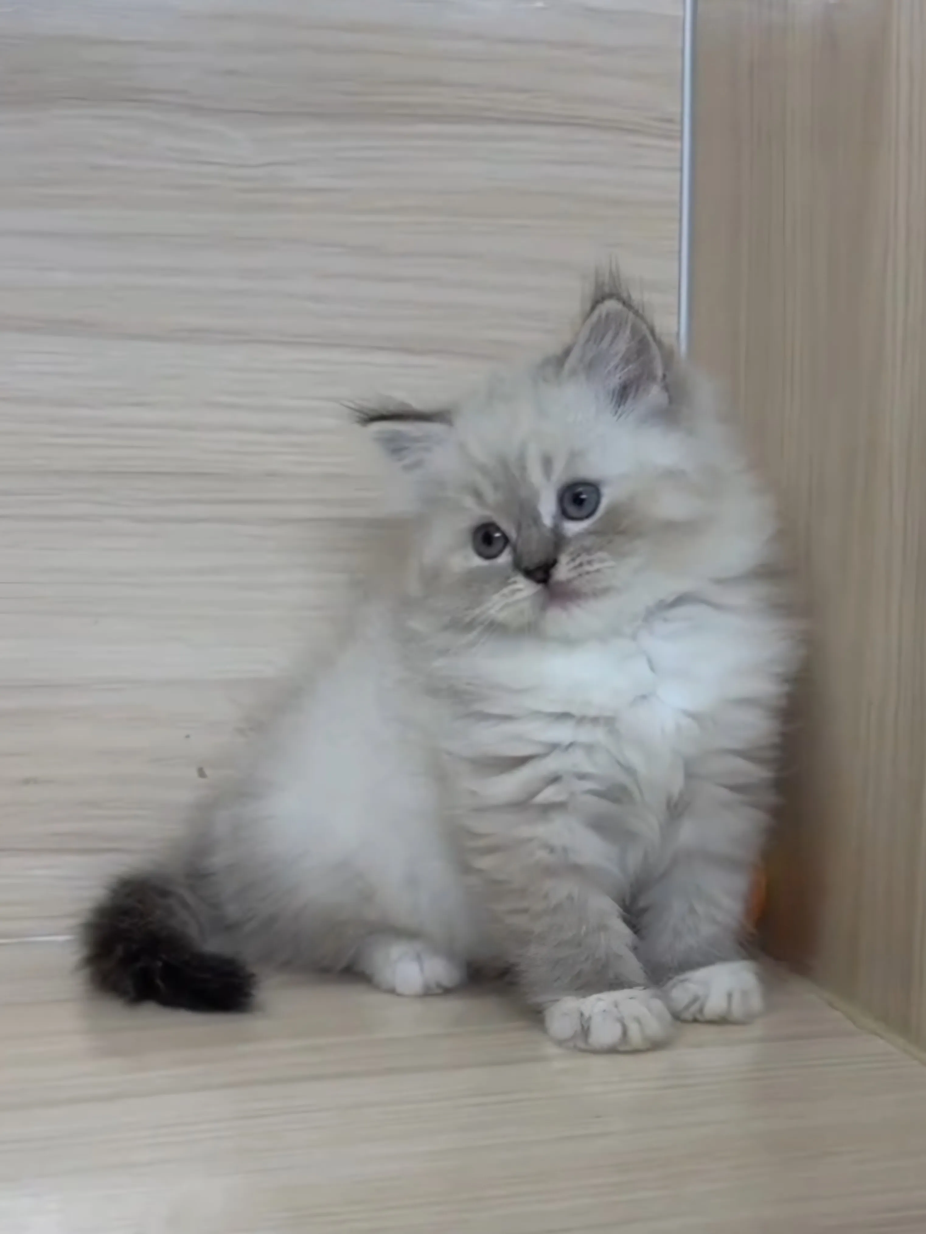 山貓紋英長弟弟