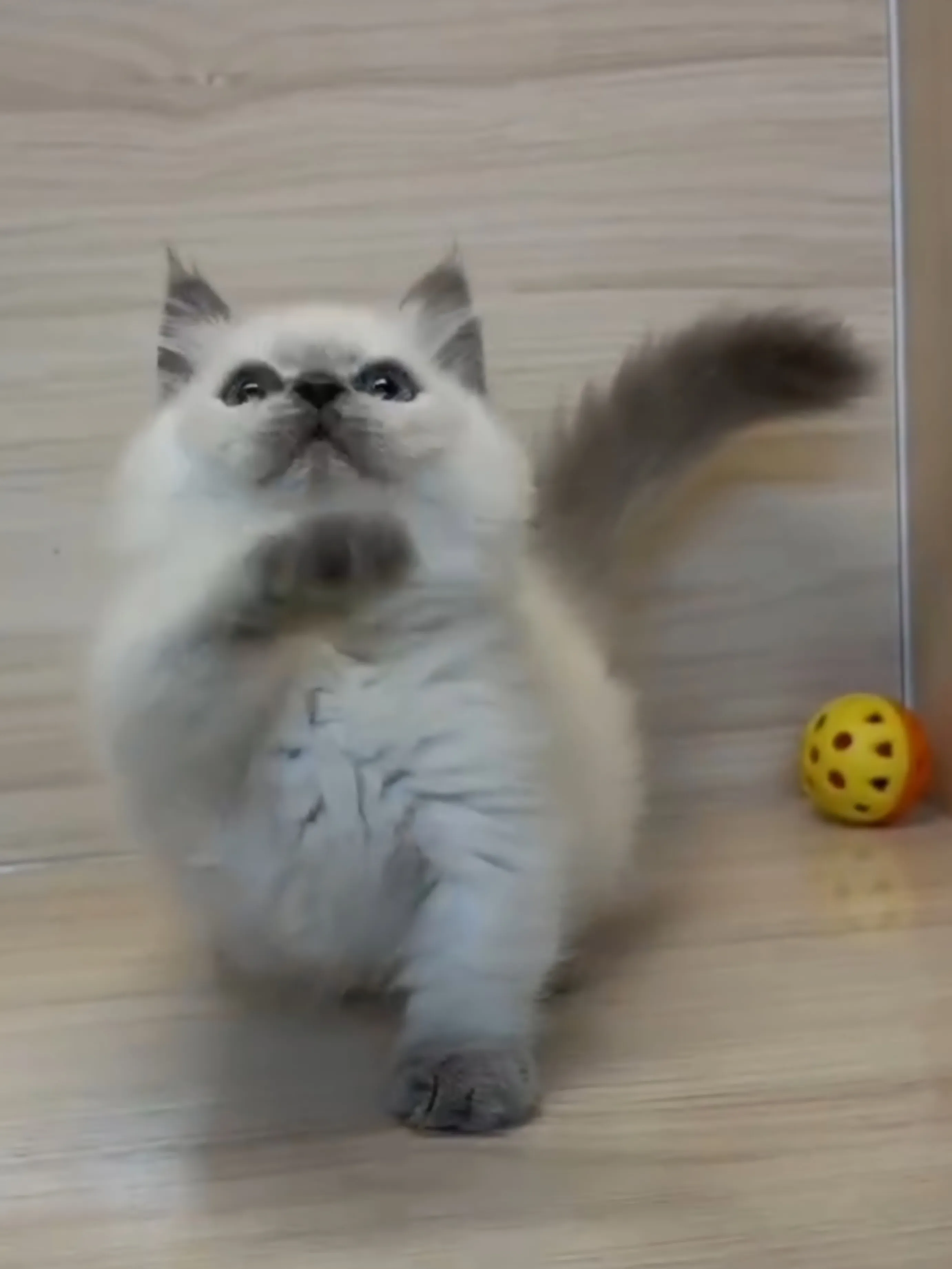 藍重點小部舞曲妹妹