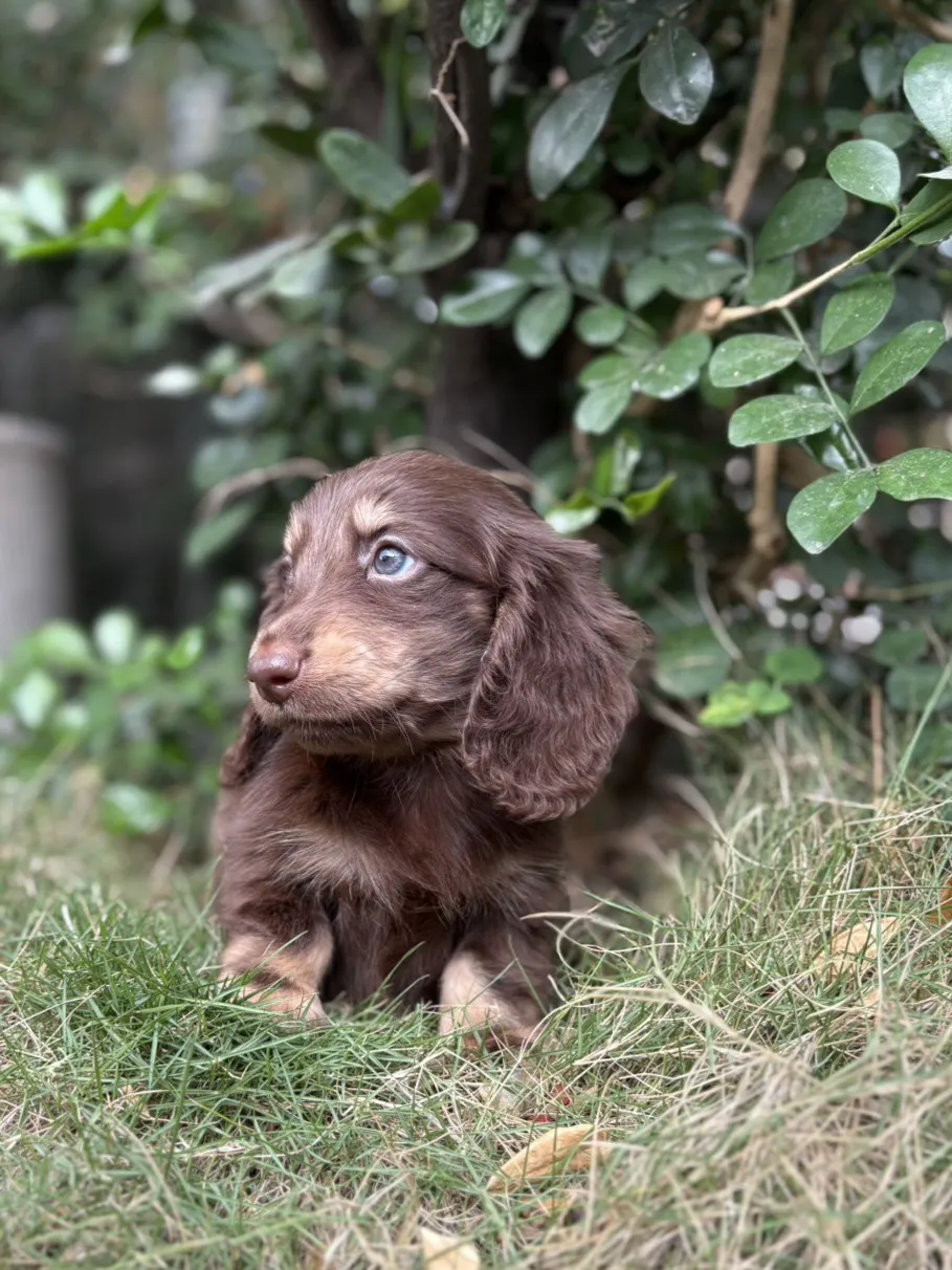 長毛臘腸巧奶妹妹