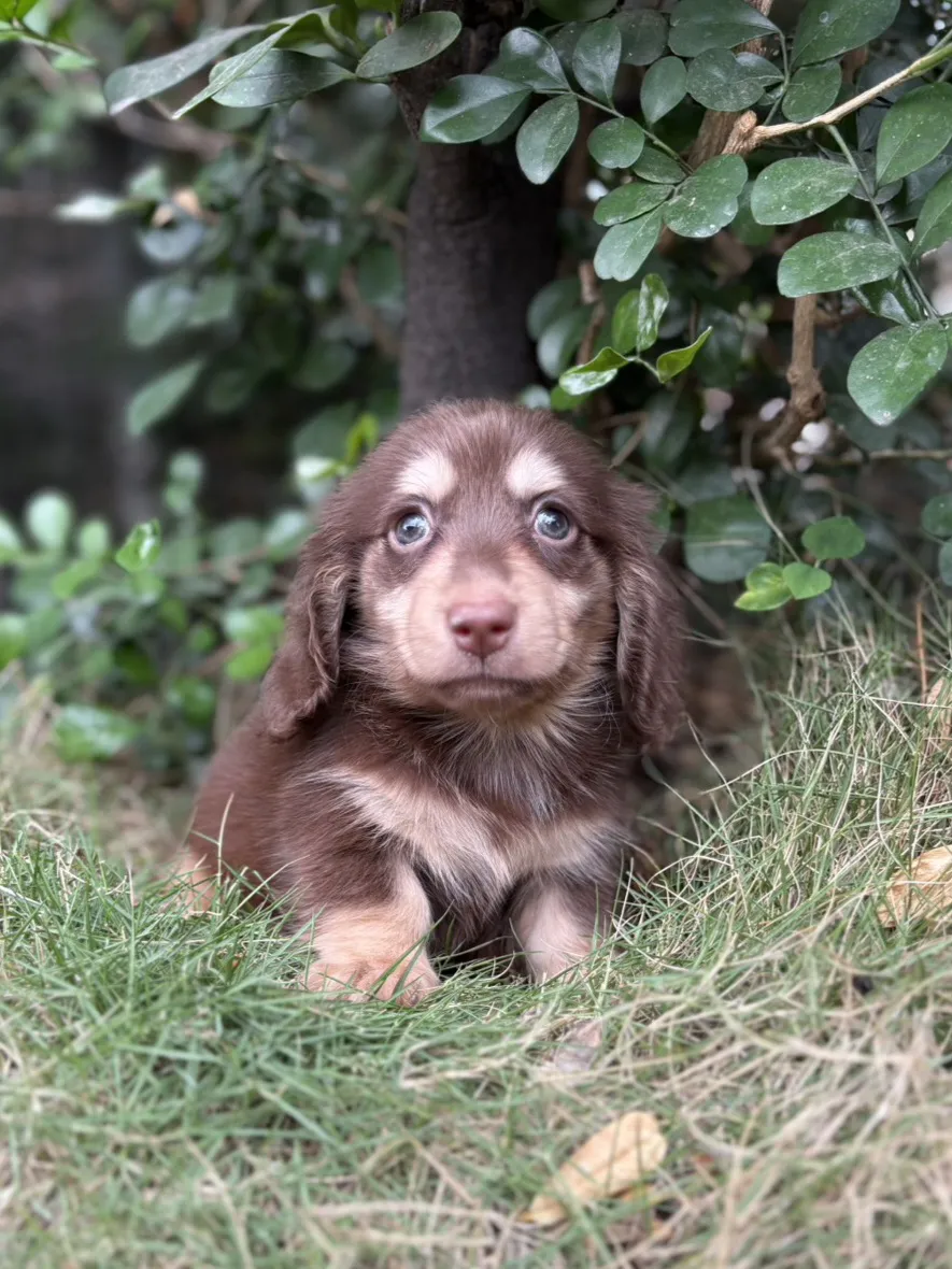 長毛臘腸巧奶弟弟 (已找到家人)