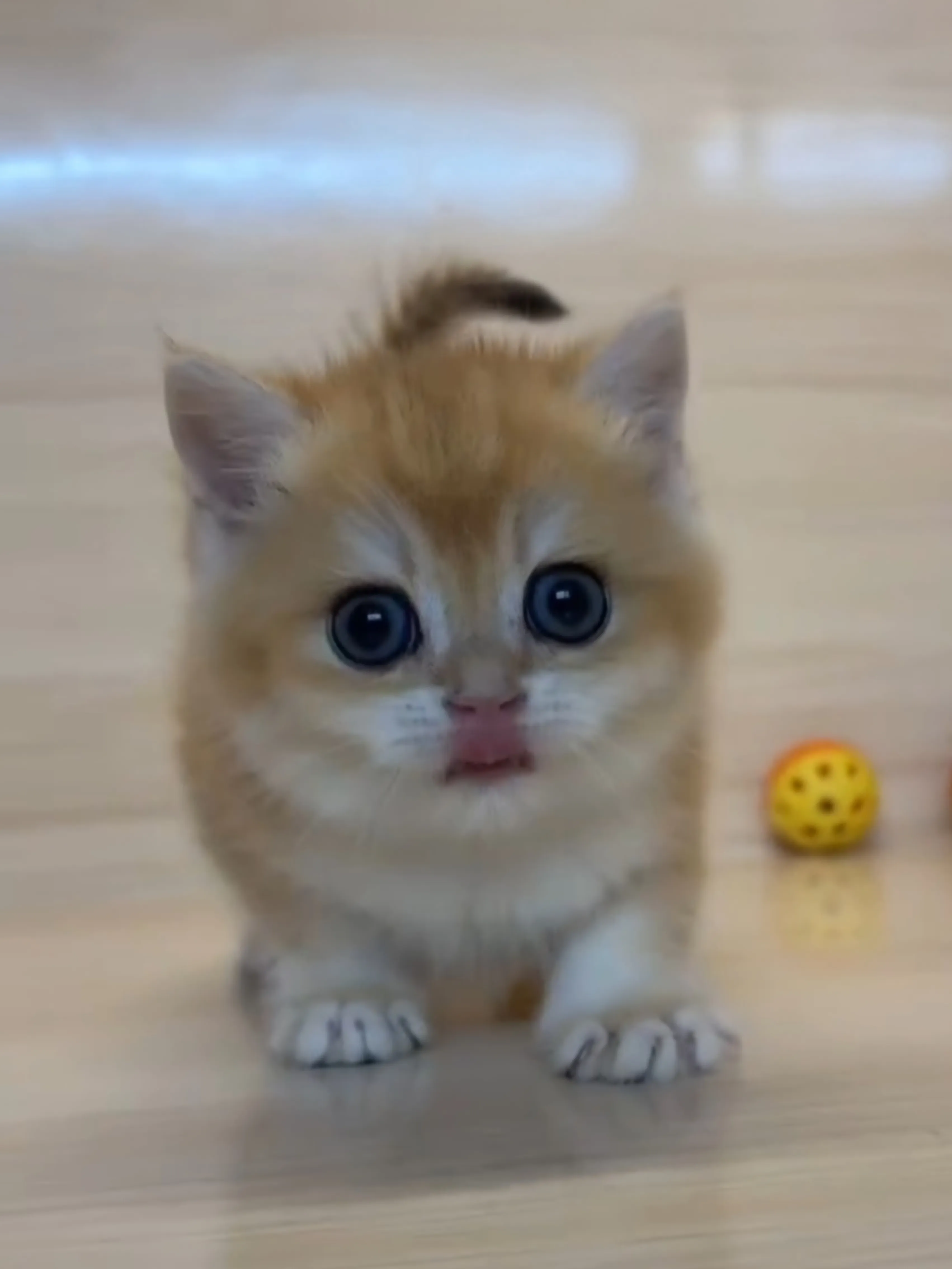 金漸層妹妹 (已找到家人)