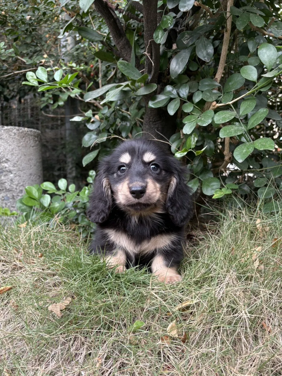 臘腸黑奶弟弟 (已找到家人)