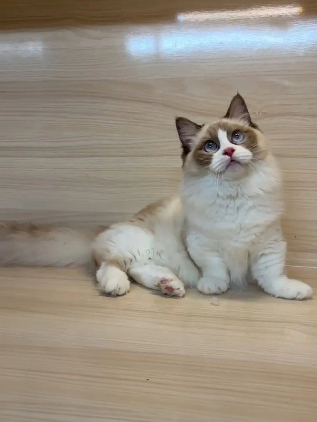 海雙小步舞曲妹妹