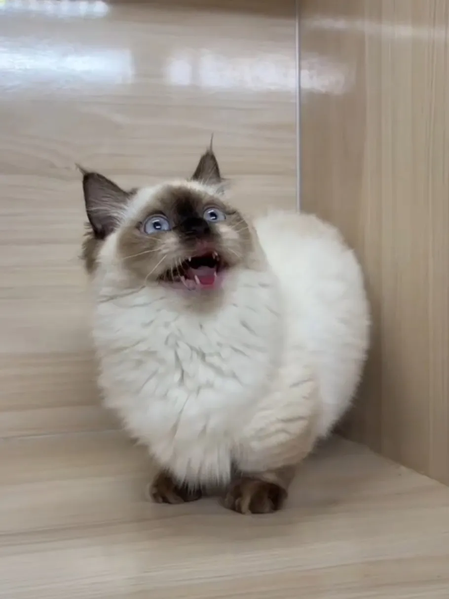 海豹重點小步舞曲妹妹