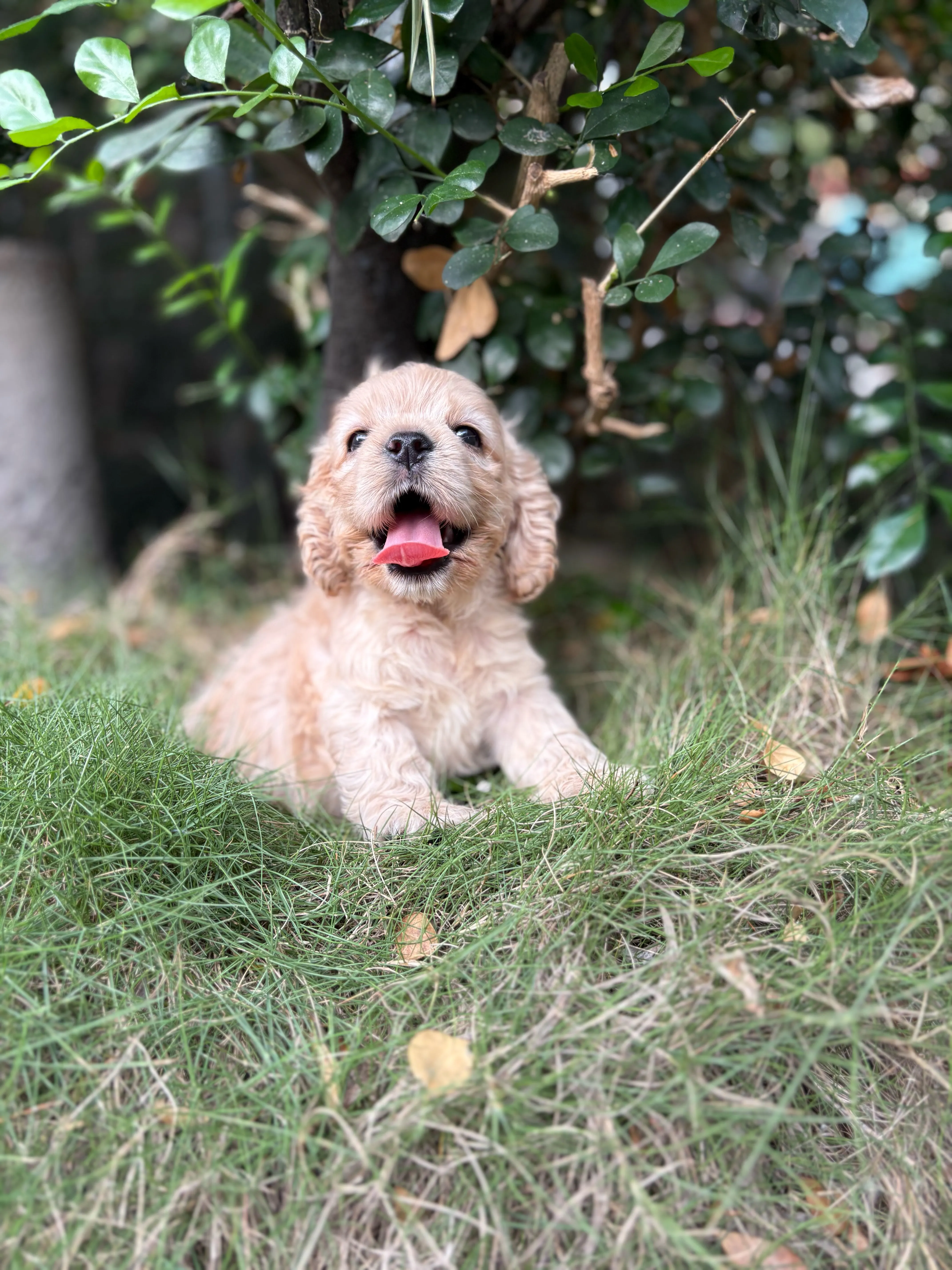 奶油美系可卡1號甜妹