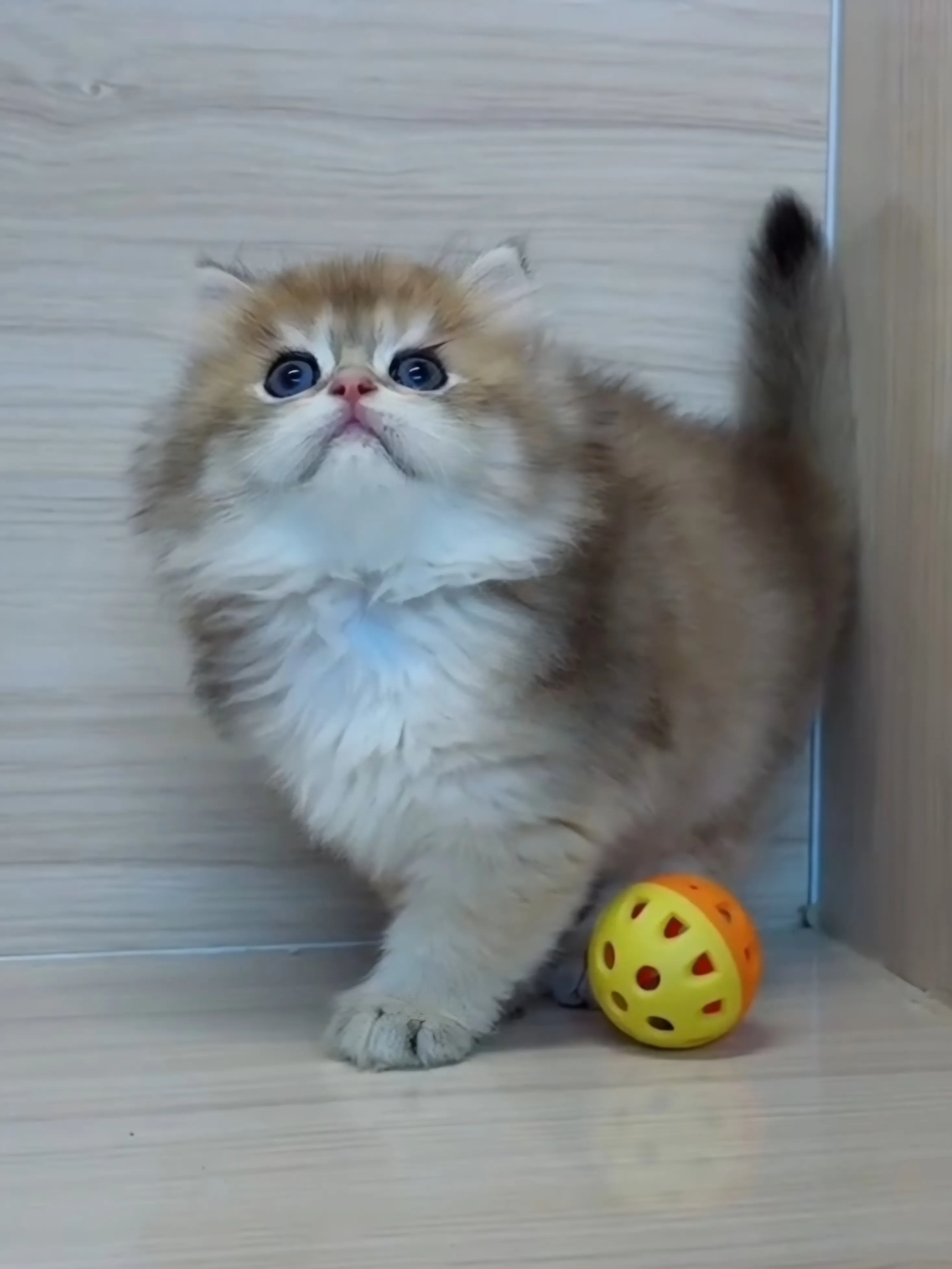 長毛金漸層弟弟 (已找到家人)