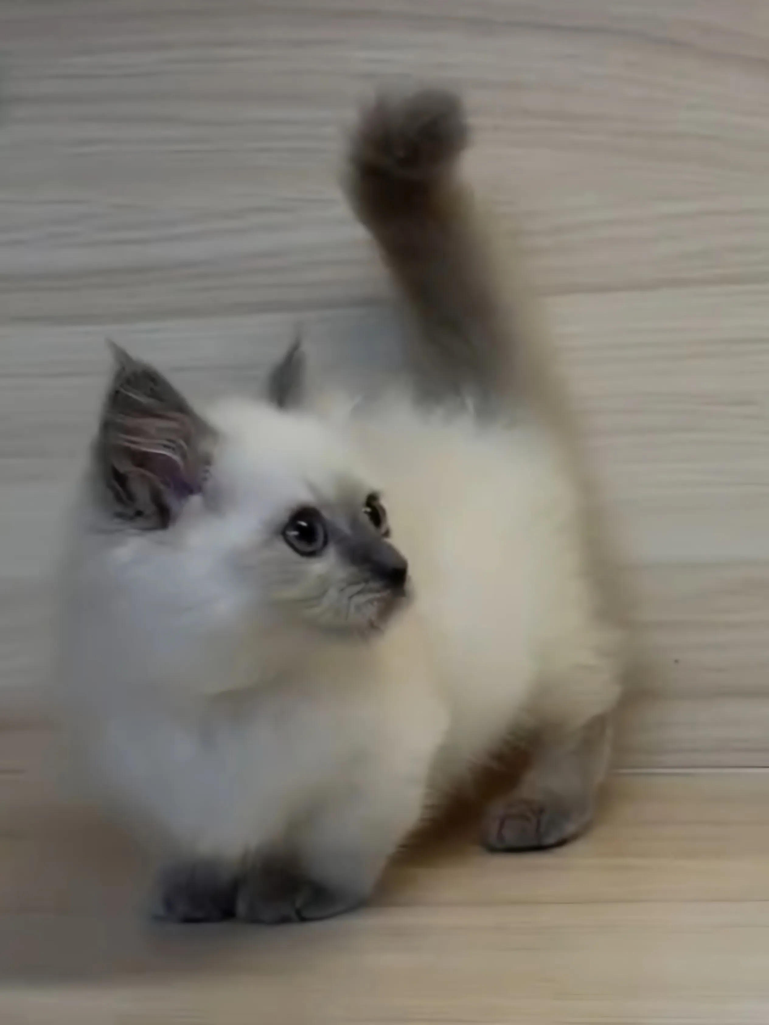 藍重點小部舞曲妹妹