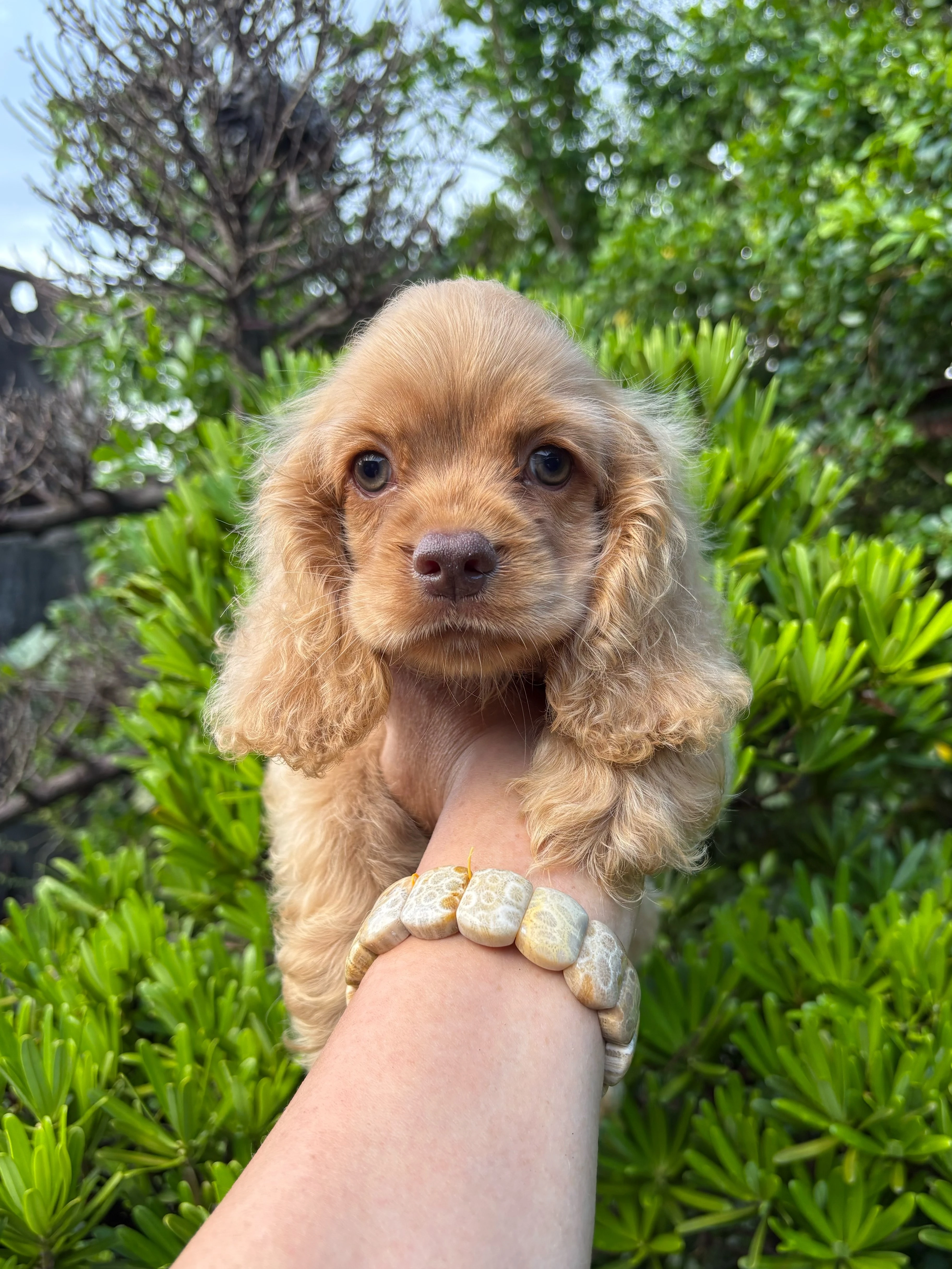香檳金美式可卡甜妹