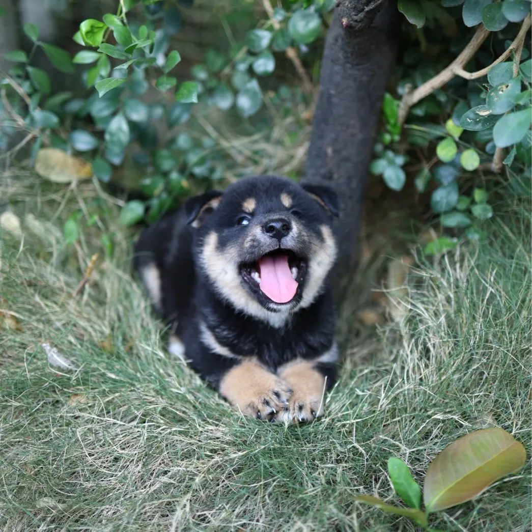 柴犬弟弟/已找到家人