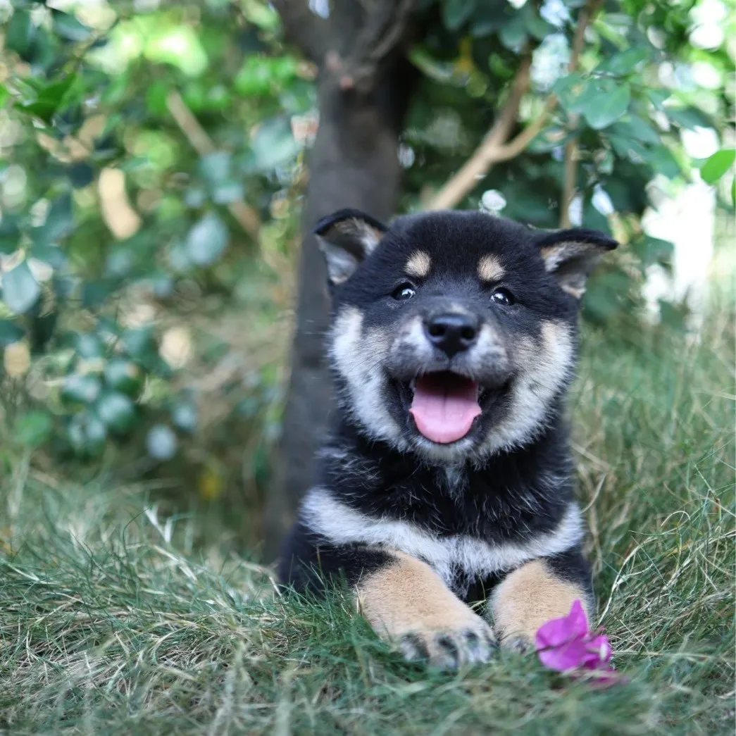柴犬弟弟/已找到家人