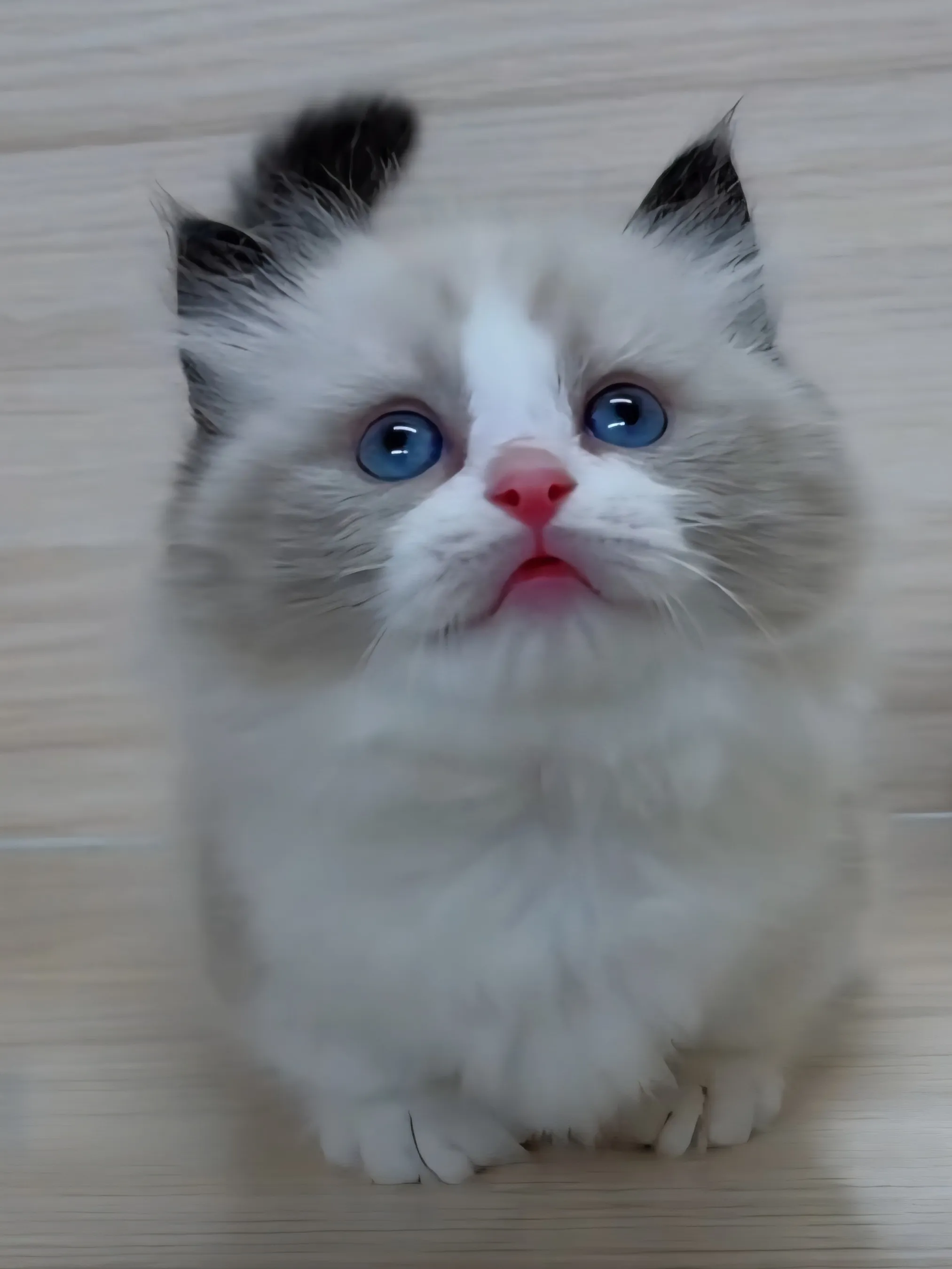 布偶海雙超短腳弟弟 