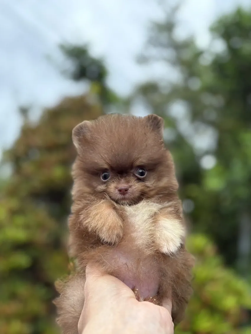 巧花奶博美弟弟 (已找到家人)