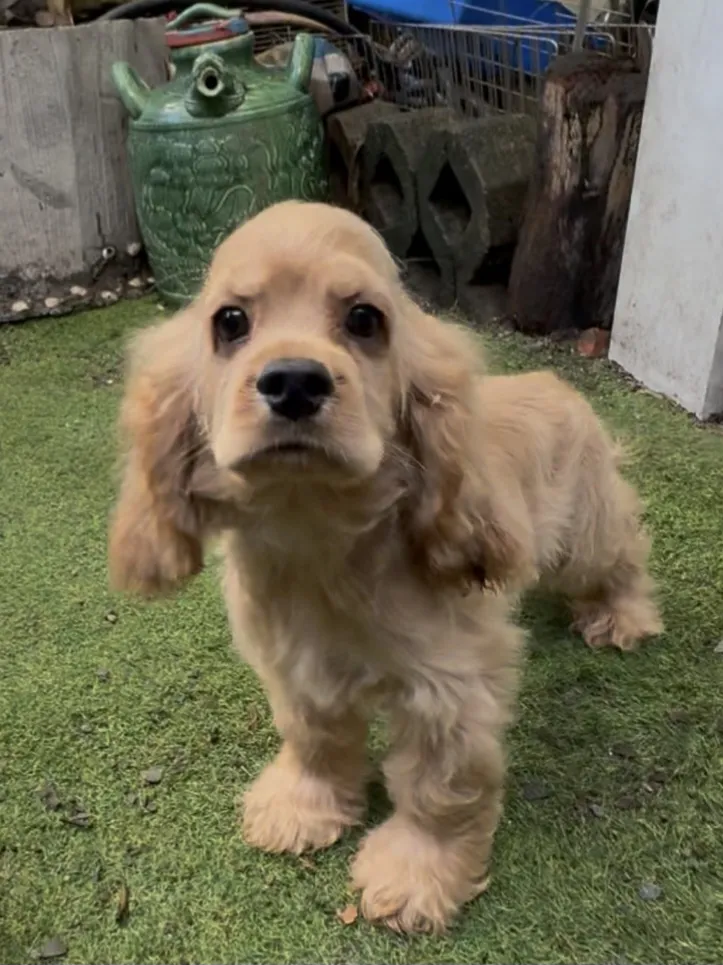 美系奶油可卡弟弟 /已找到家人