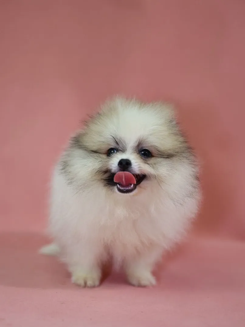 黃白花博美妹妹