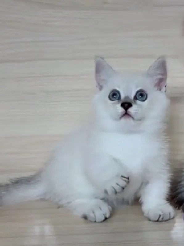 曼赤肯重點弟弟