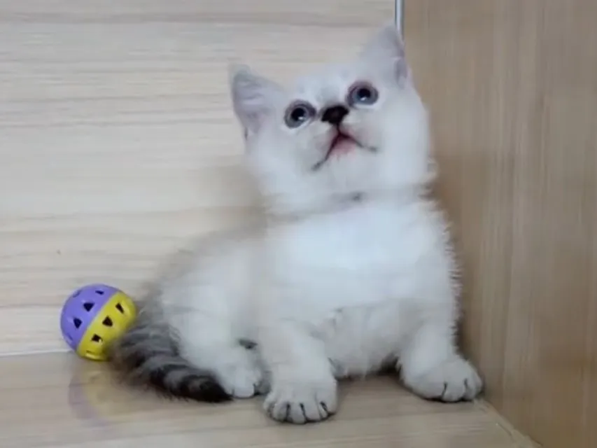 曼赤肯重點弟弟