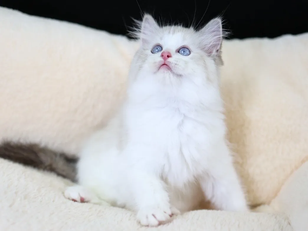 海山雙布偶妹妹 