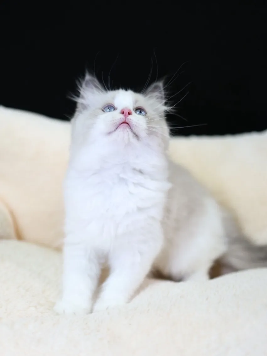 藍雙布偶弟弟 (已找到家人)