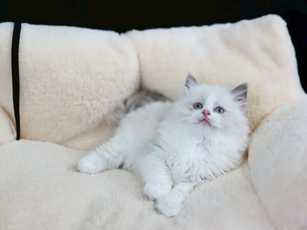 藍雙布偶弟弟 (已找到家人)