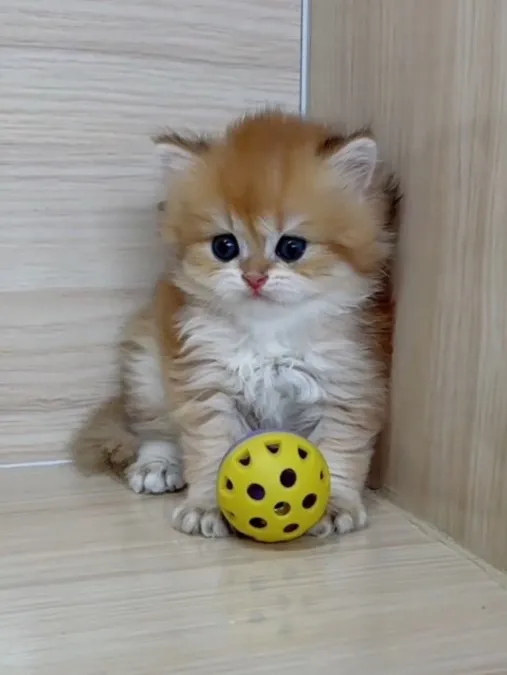 長毛金漸層弟弟 