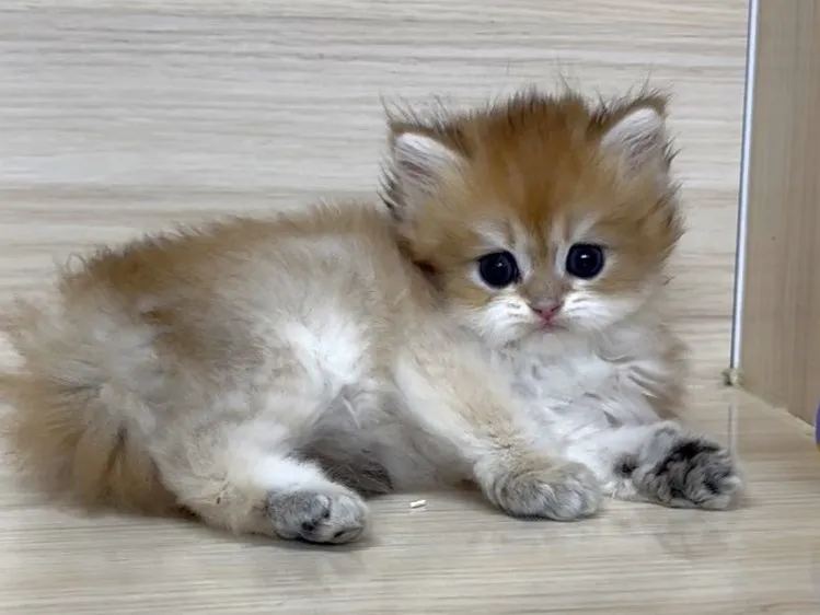 長毛金漸層弟弟 (已找到家人)